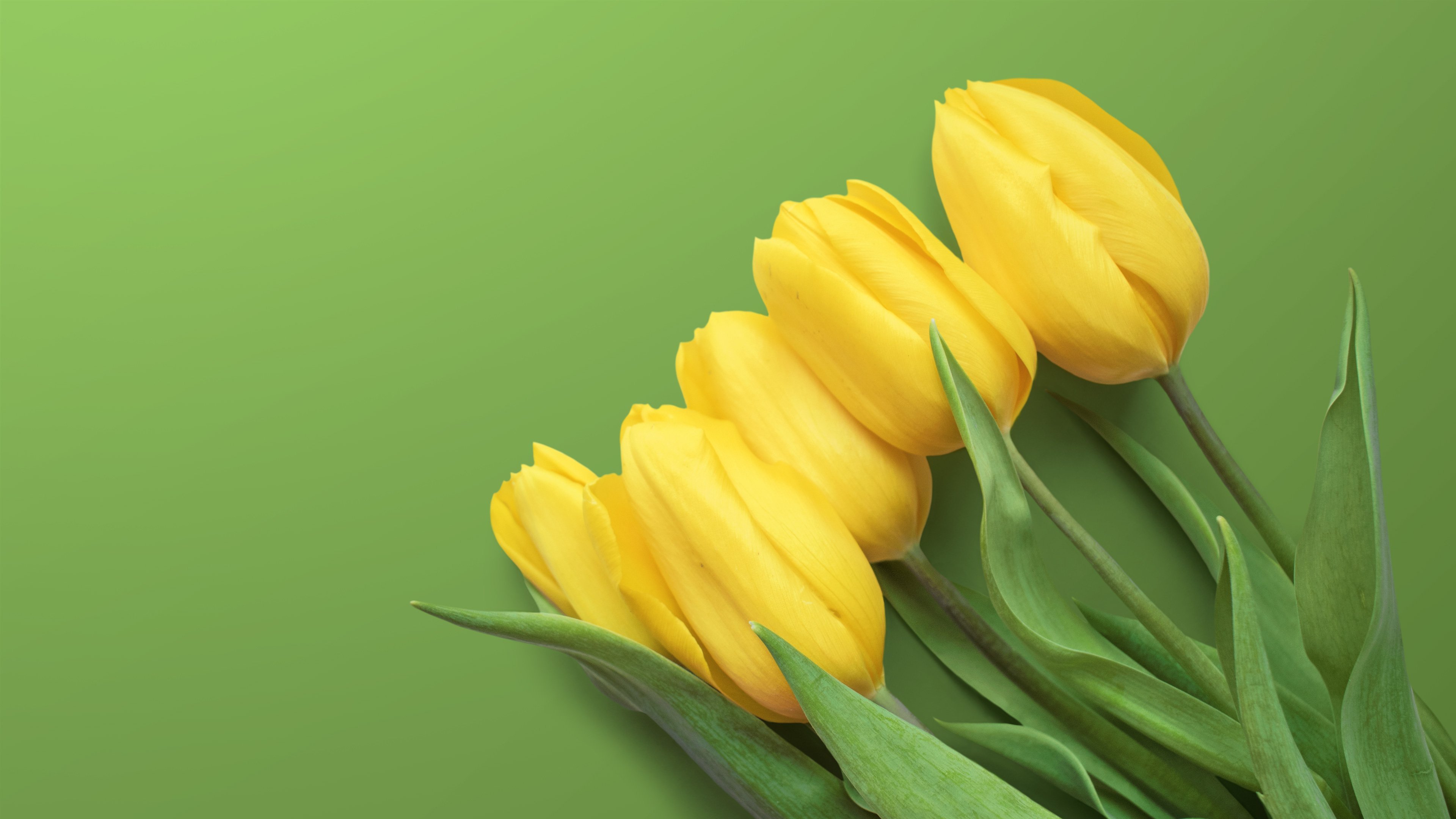 Желтые тюльпаны обои на телефон - фото и картинки: 63 штук