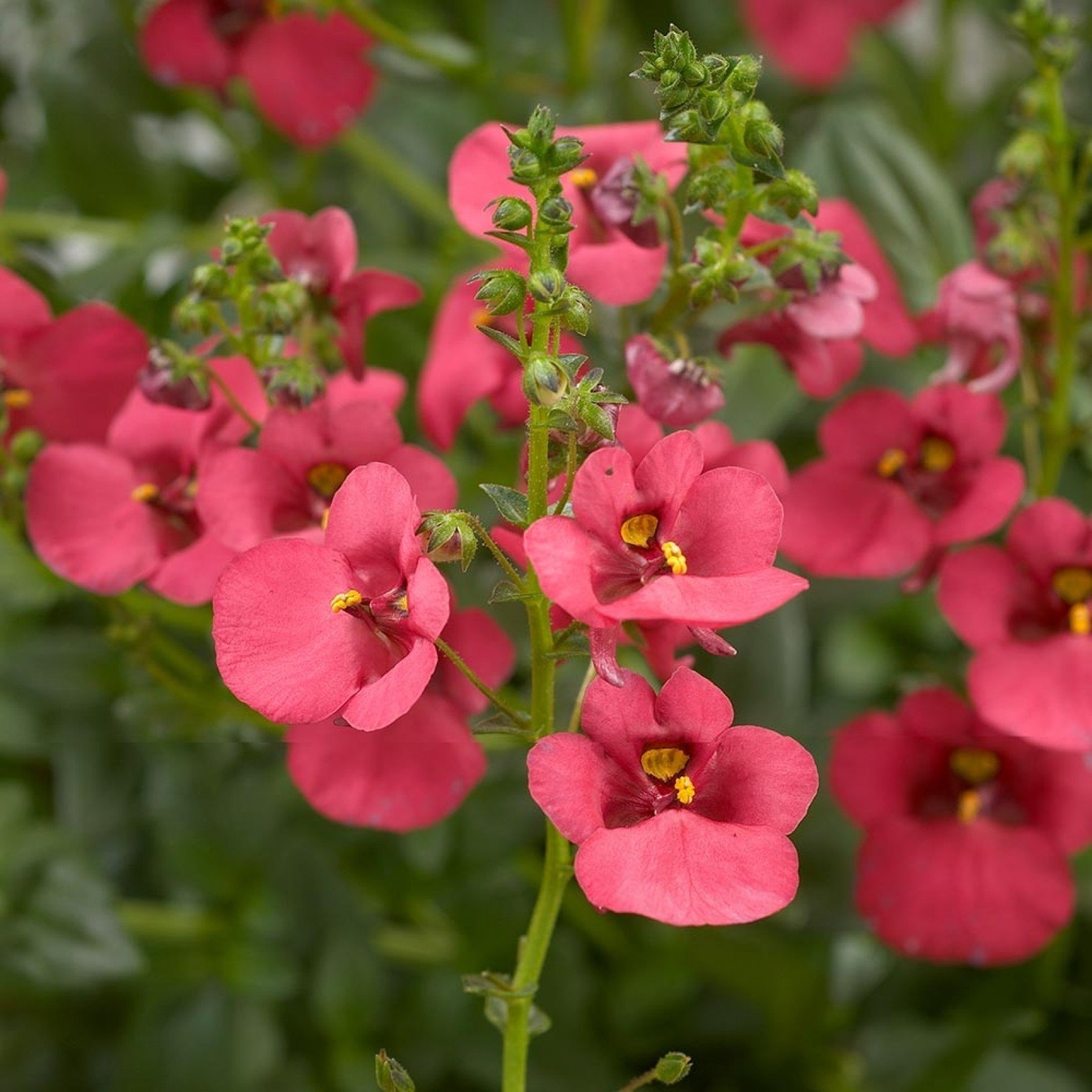 Диасция фото. Diascia barberae. Диасция бородчатая. Растение диасция. Диасция многолетняя.