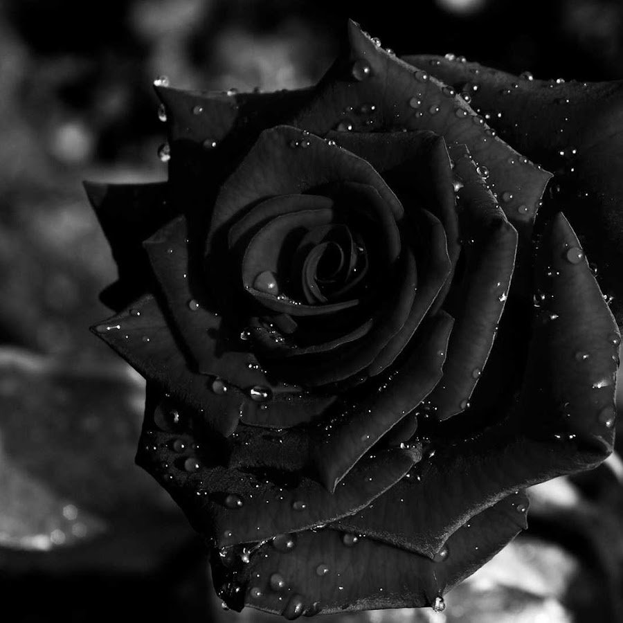 Черная роза картинки