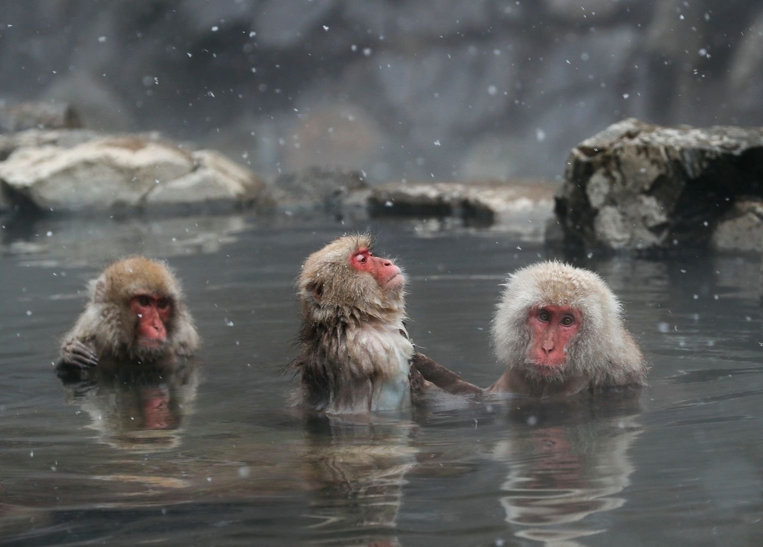 Обезьяна купается в теплой воде группа. Макаки в горячих источниках в Японии. Джигокудани. Макаки в Японии в термальных источниках. Парк Джигокудани Япония.