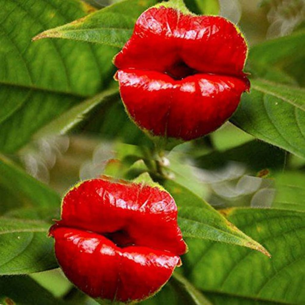 Психотрия возвышенная (Psychotria elata)