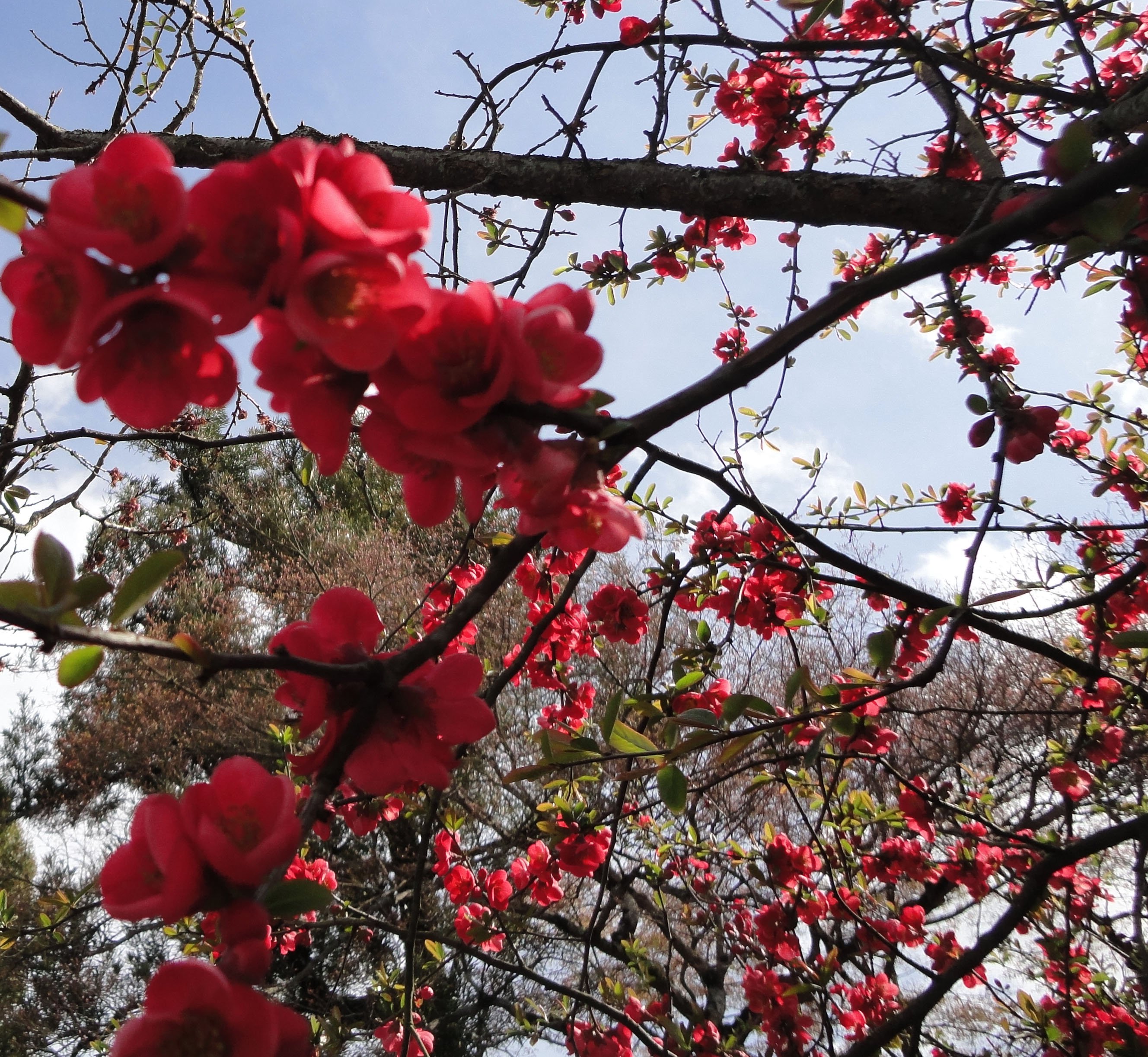 Деревья цветущие красным цветом. Сакура черри блоссом дерево. Сакура Дикая вишня. Китайская вишня блоссом. Китайская вишня Сакура.