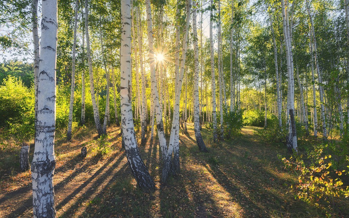 Березовая роща Тюмень