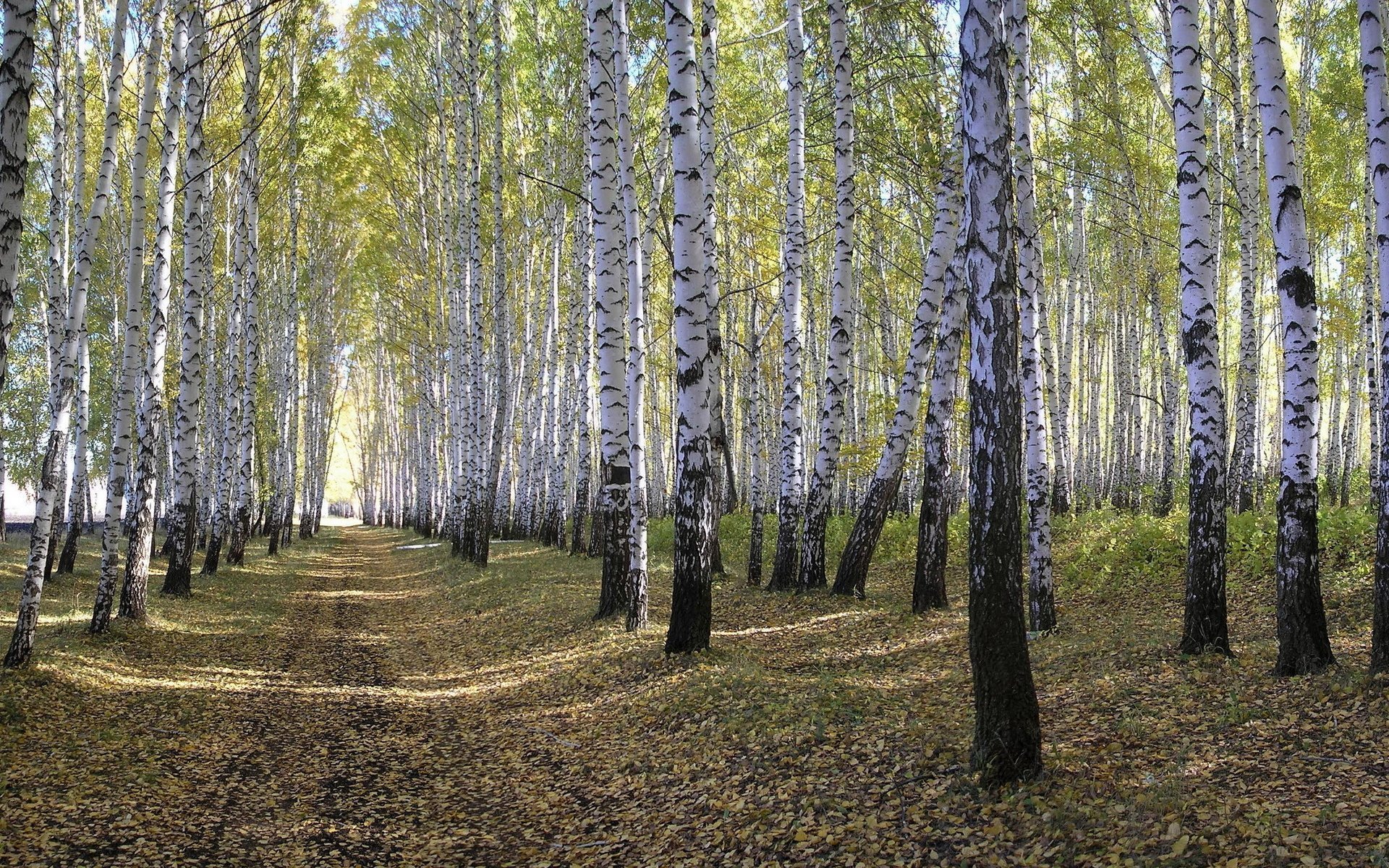 Берёзовая роща Курск