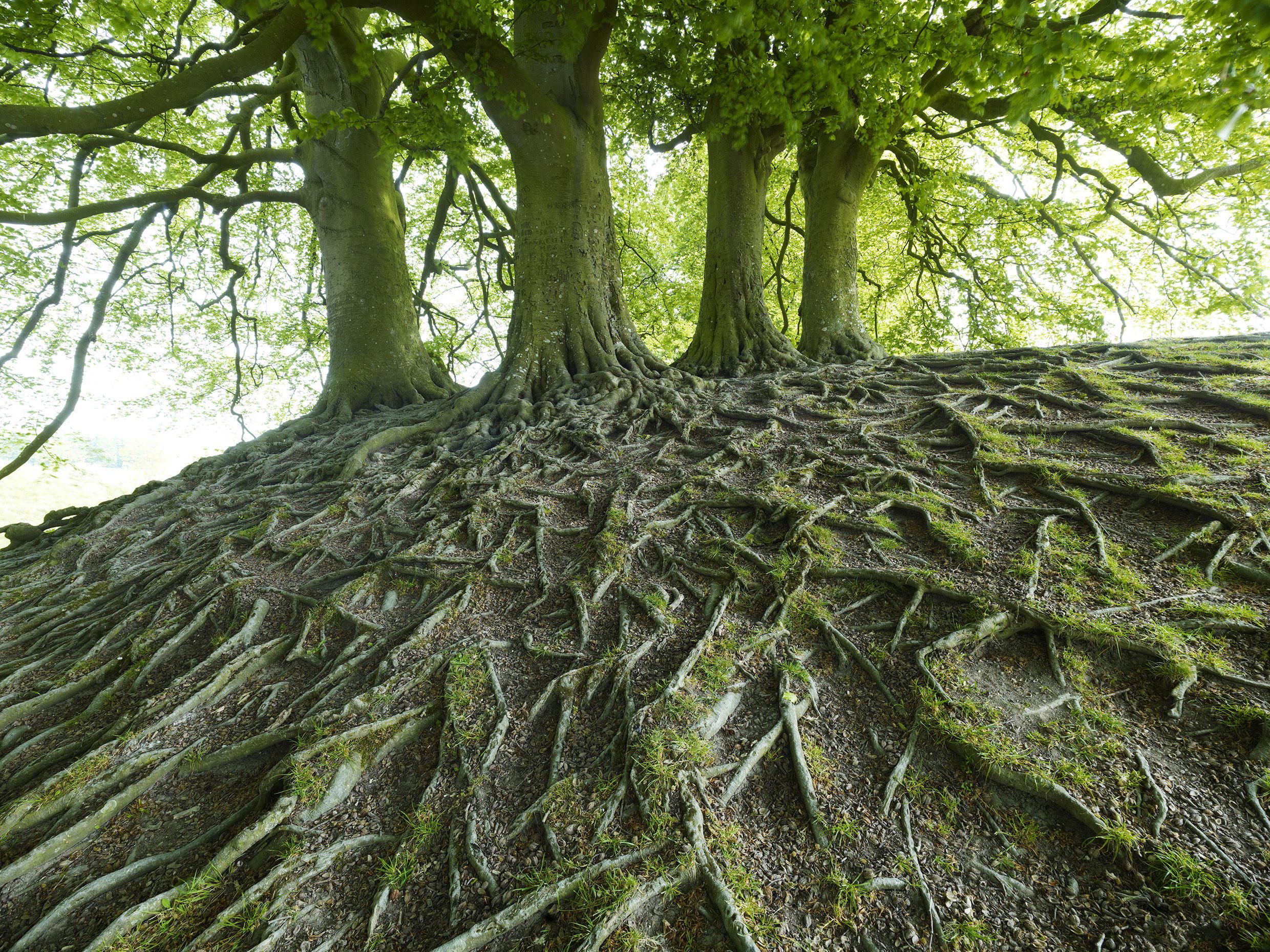 Природные формы дерева. Бук Северной Америки. Бук городчатый. Вечнозеленый бук. Дерево бук с корнями.