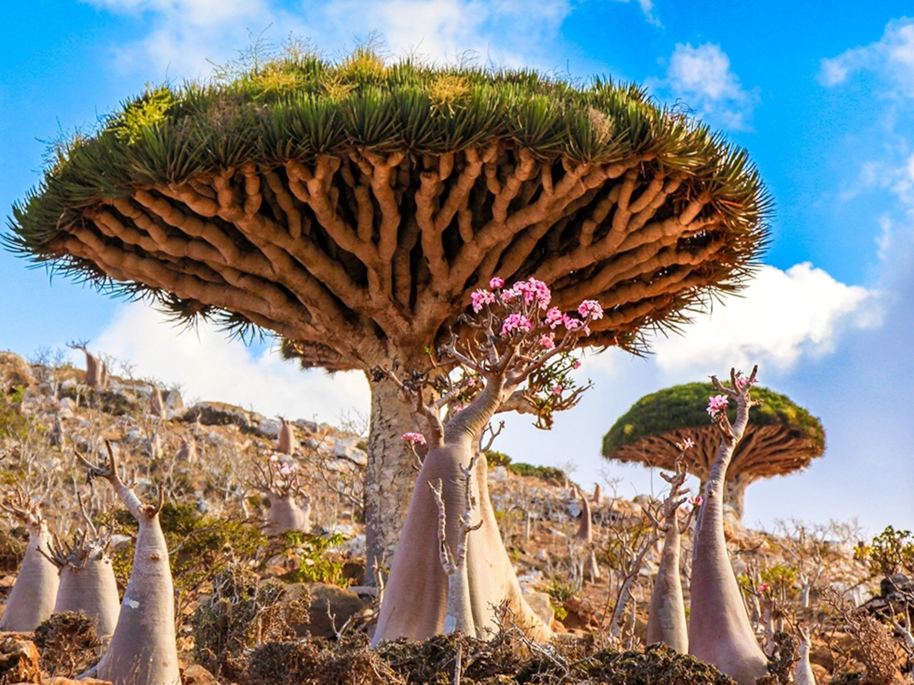 3 уникальных растения. Драконовое дерево Сокотра. Драконовые деревья на острове Сокотра. Остров Сокотра Йемен. Драконовые деревья на острове Сокотра Йемен.