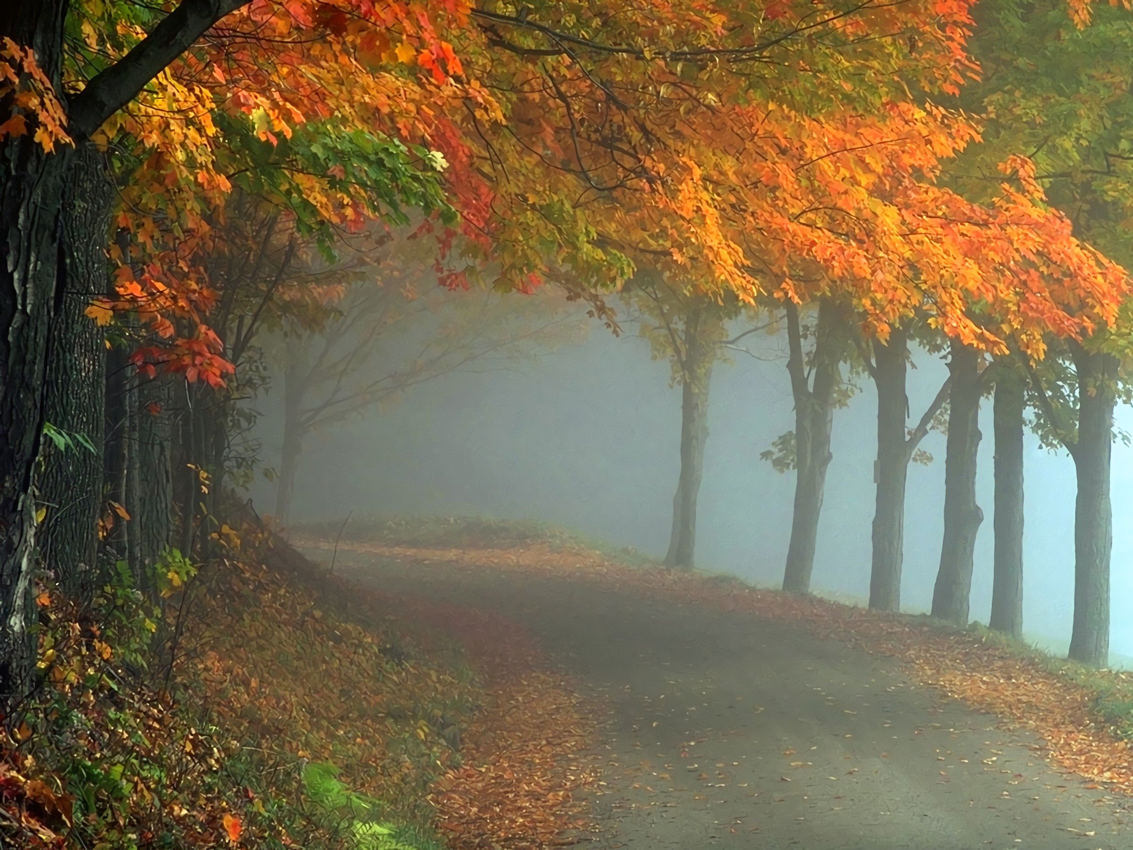 Осенние холодные туманы. Туман осенью. Осень туман. Осенний лес в тумане. Осень дождь туман.