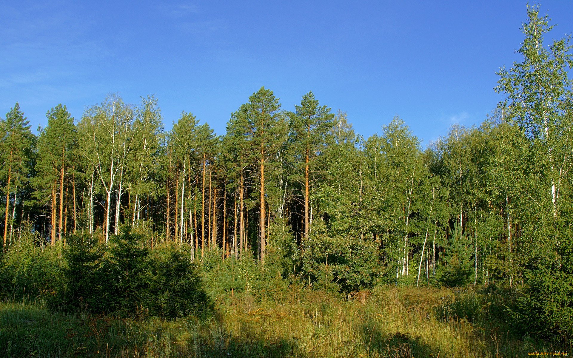 Хвойные смешанные широколиственные леса России