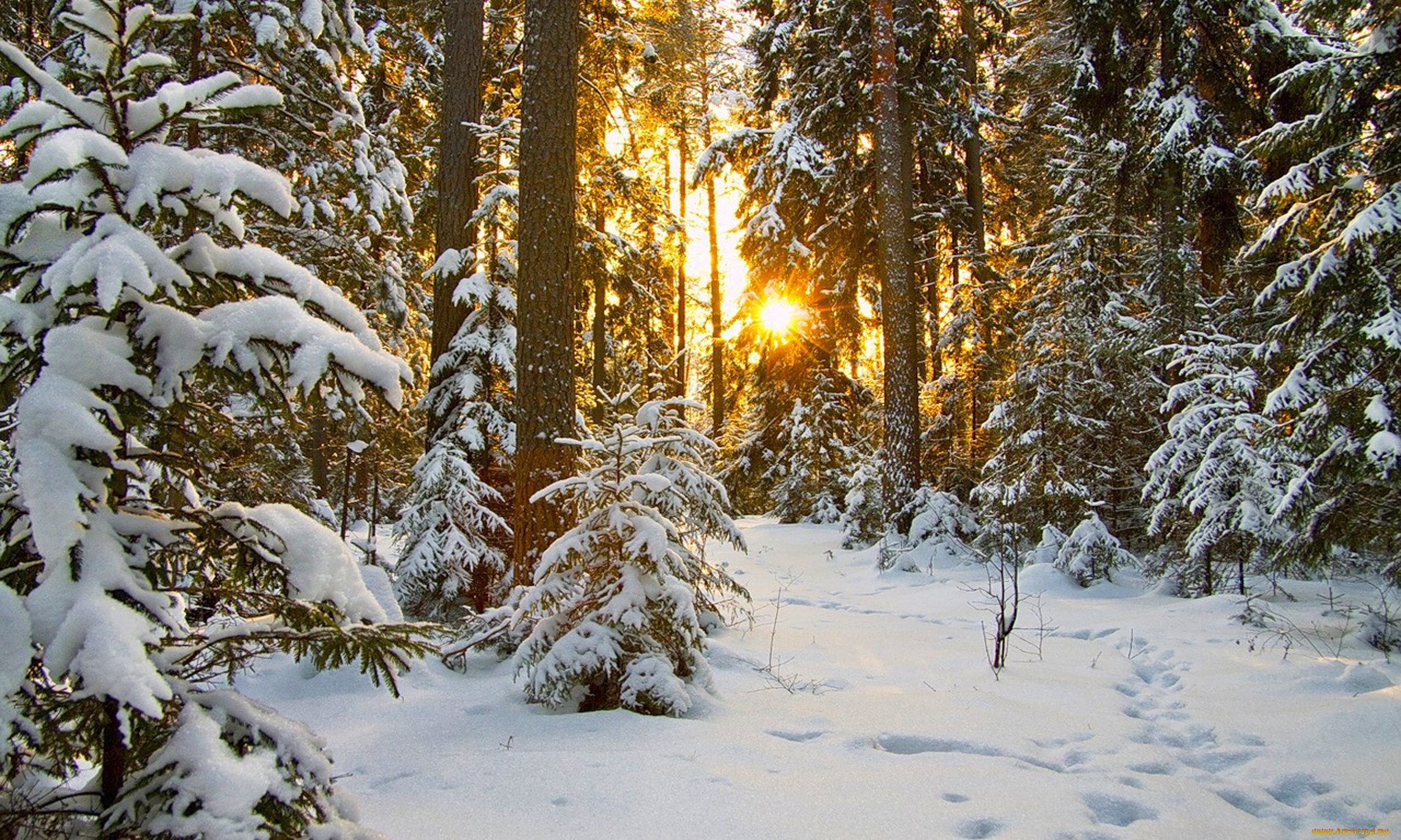 Январский день. Зимний лес. Зимой в лесу. Зимний Плес. Красивый зимний лес.