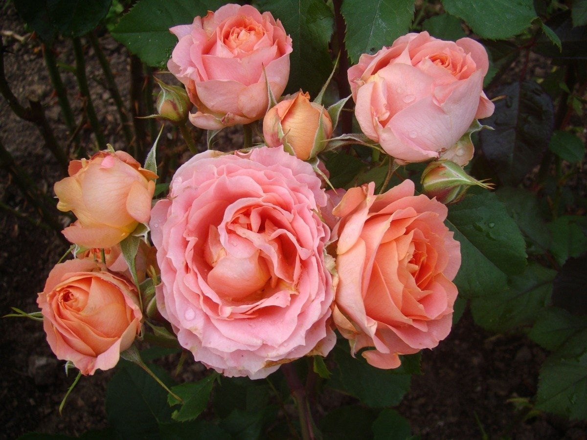 Вивьен Вествуд роза в саду