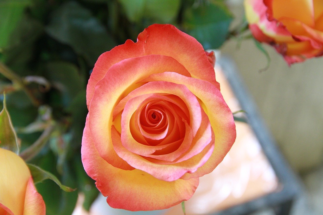 Вивьен Роуз роза фото