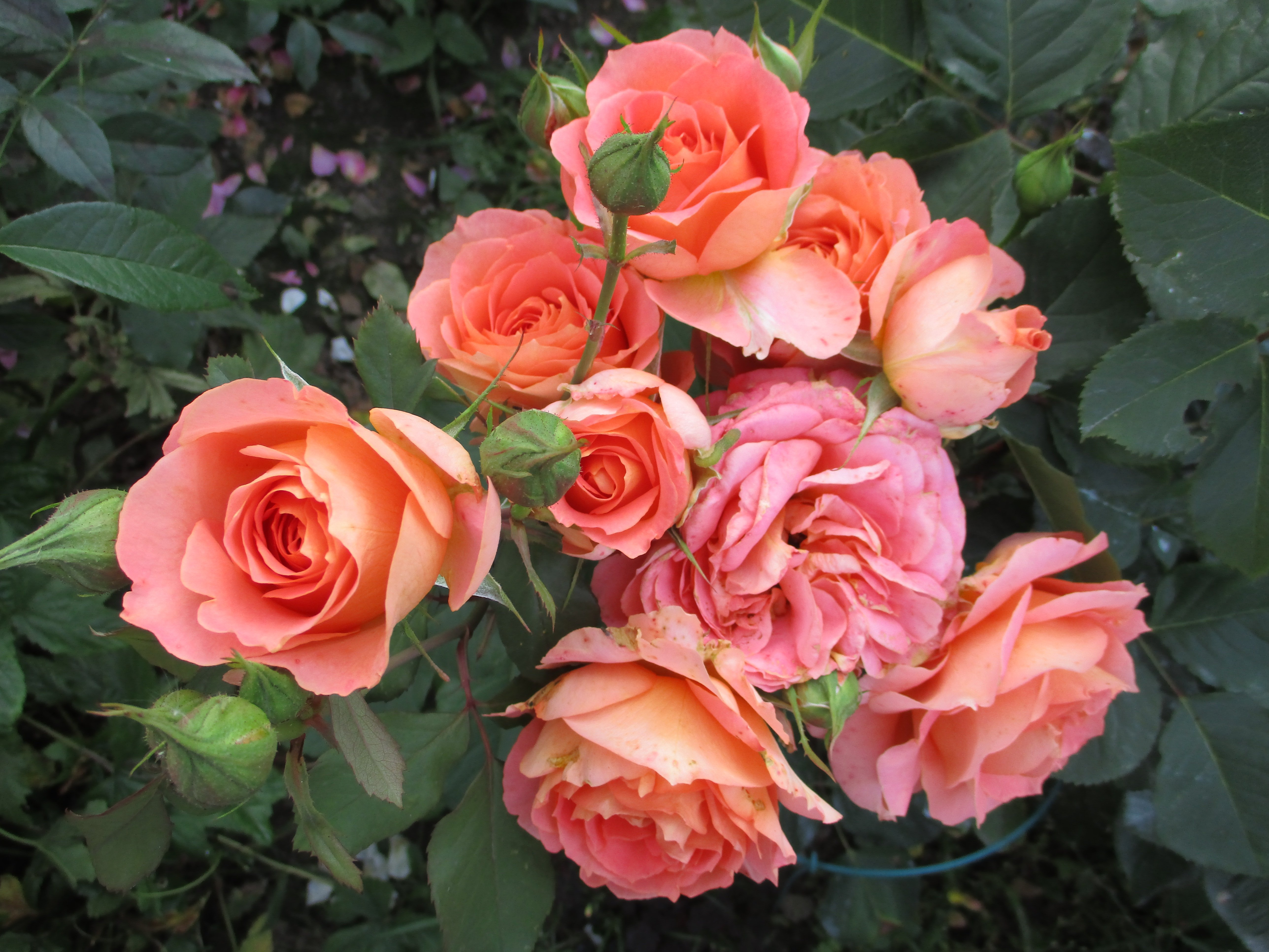 Vivienne Westwood роза