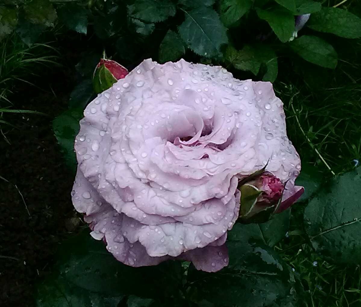 Японская роза Нью Вейв
