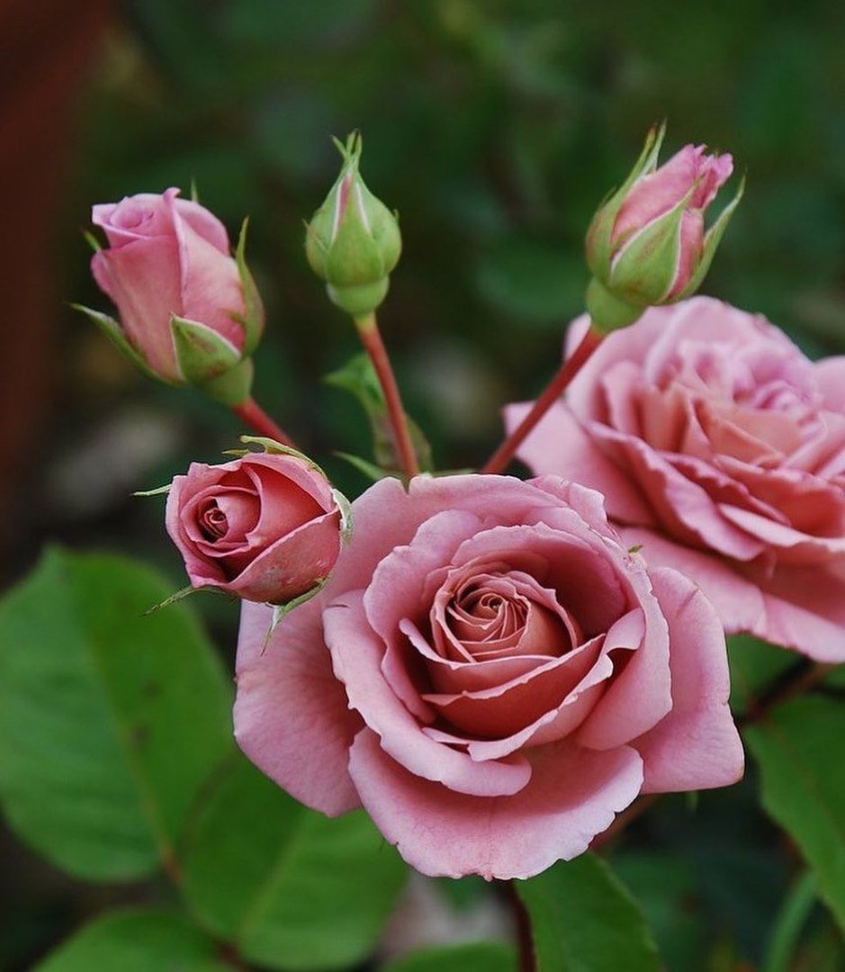 Helen роза японская роза