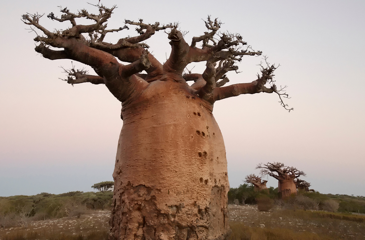 Дерево теплой страны. Баобаб дерево. Дерево в Африке баобаб. Растения Африки баобаб. Баобаб самое толстое дерево.