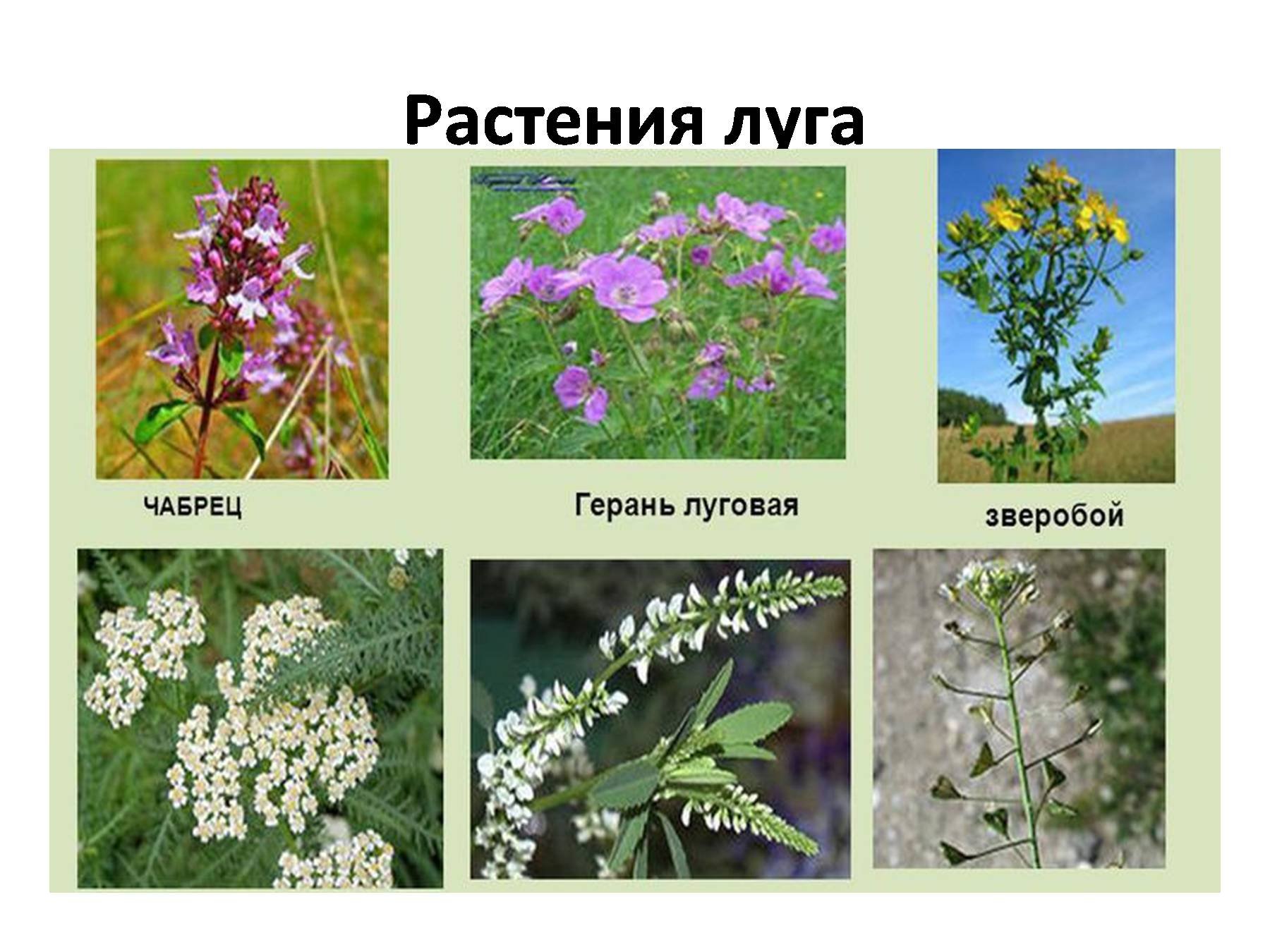 травы ленинградской области фото с названиями дикорастущие