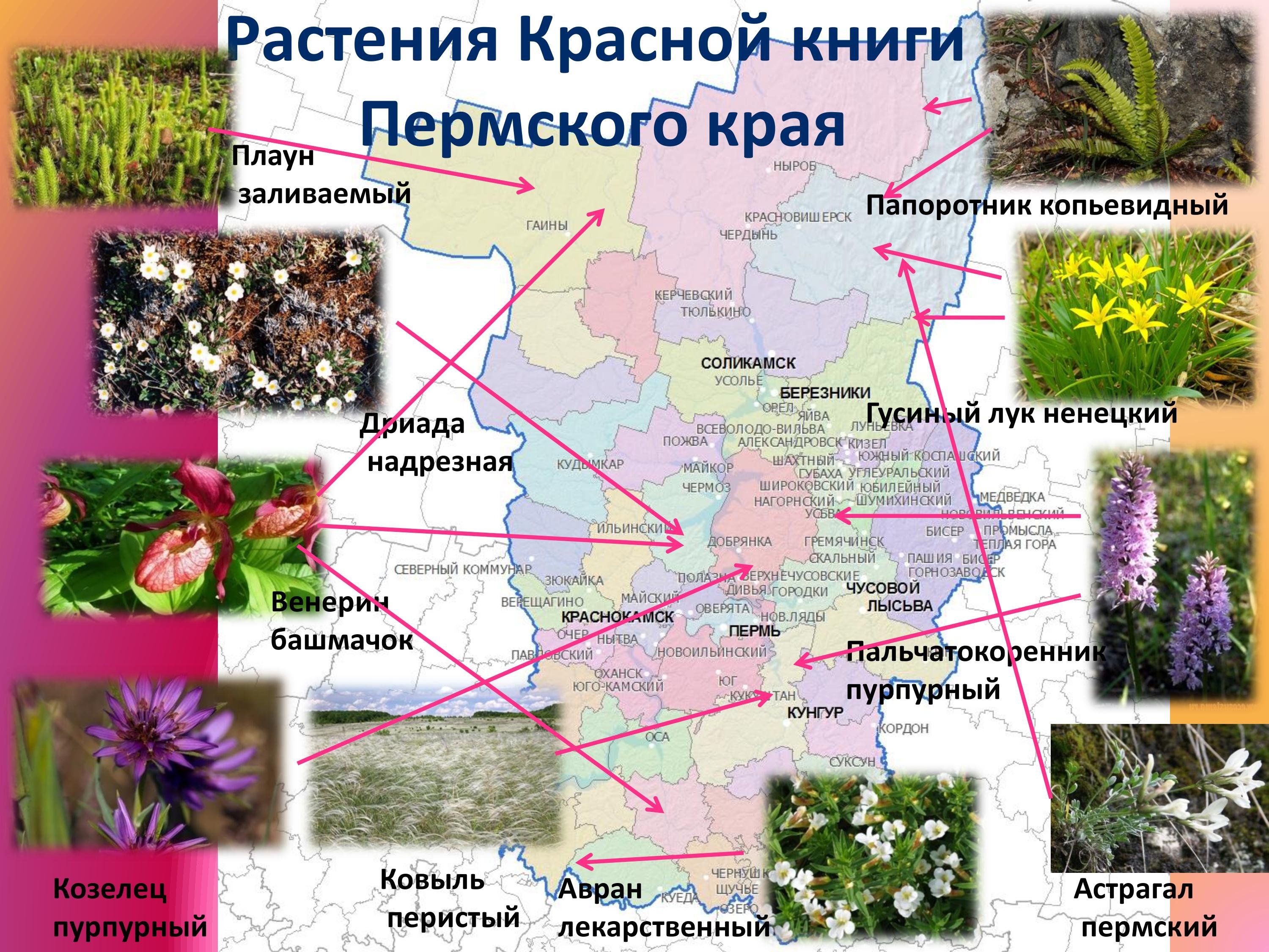травянистые растения московской области