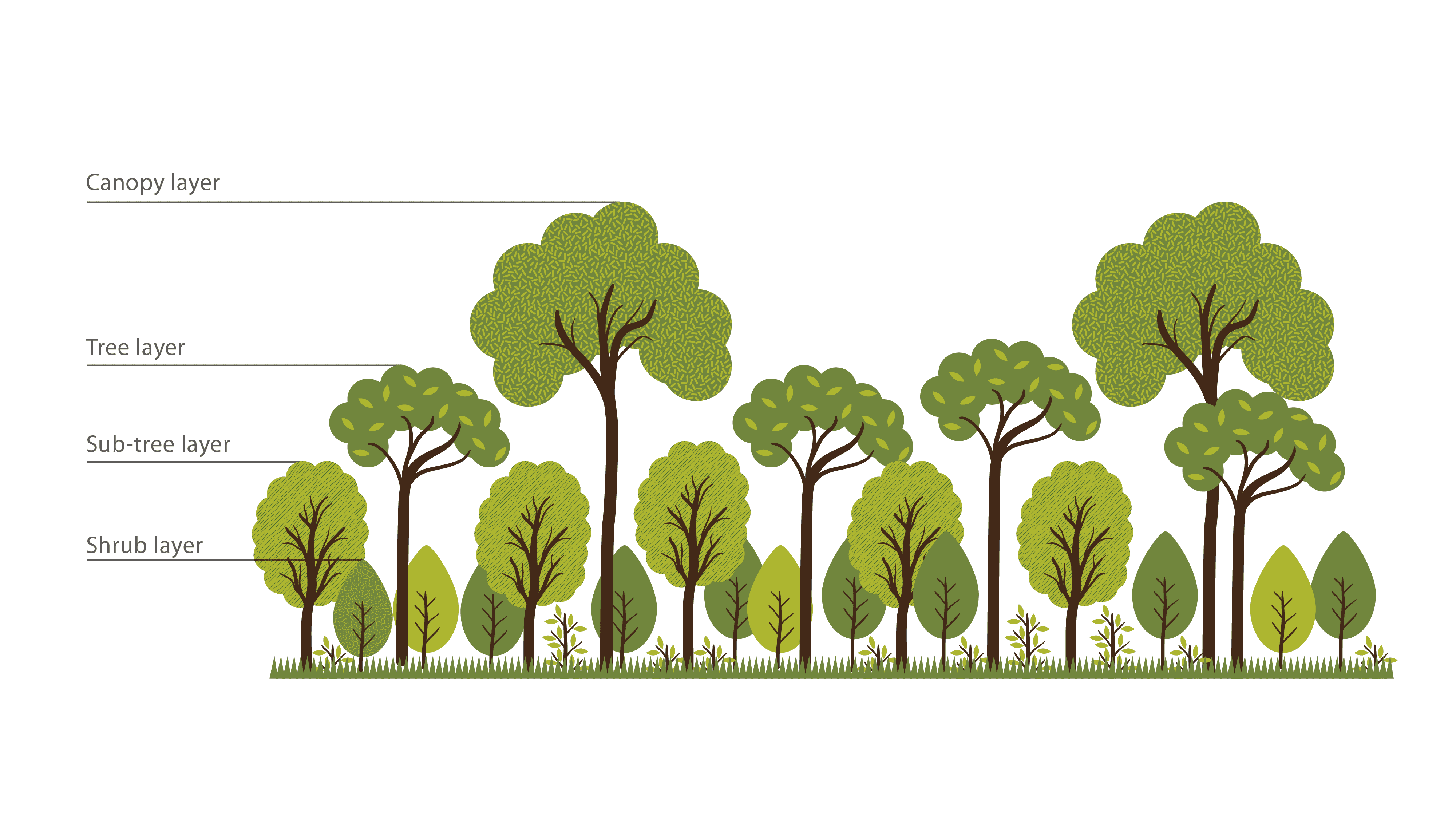 Рисунок макет смешанного леса