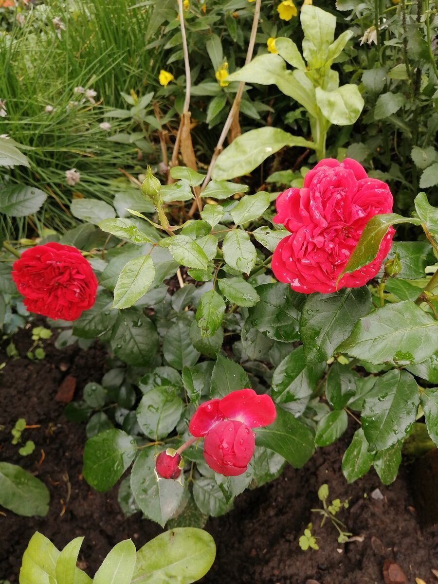 Out of Rosenheim роза