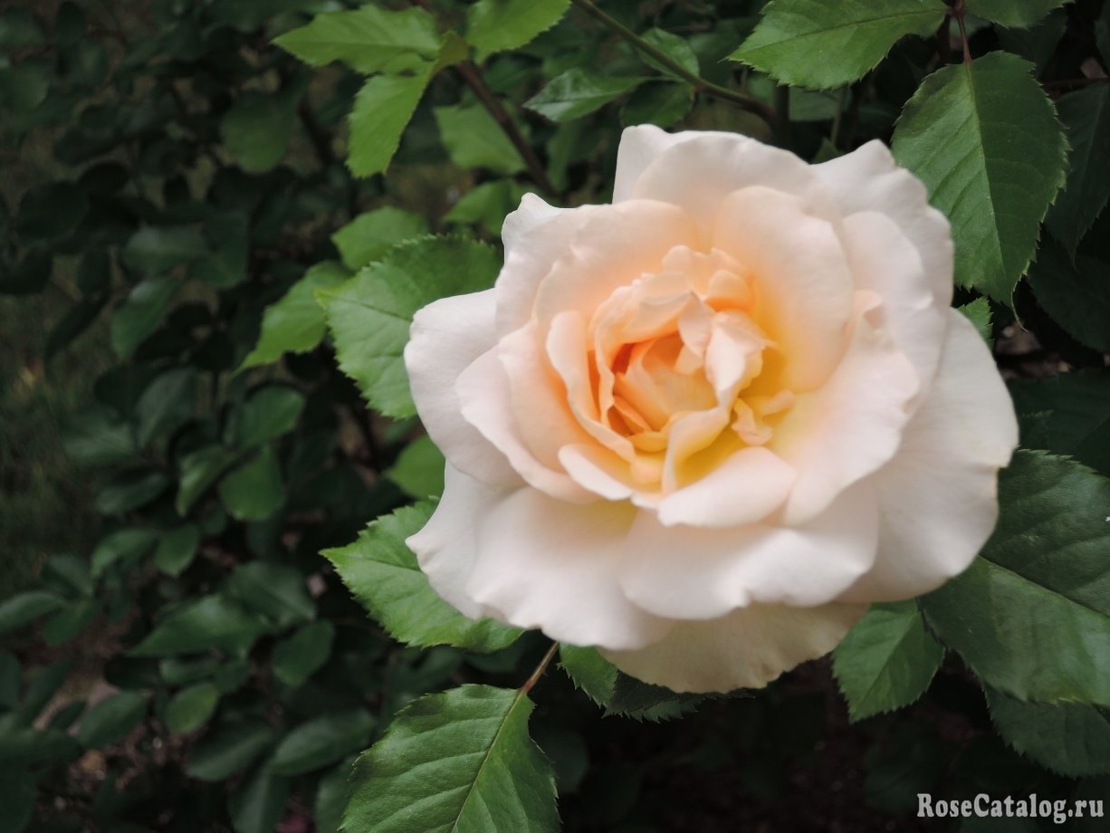 Роза Sans Souci фото и описание