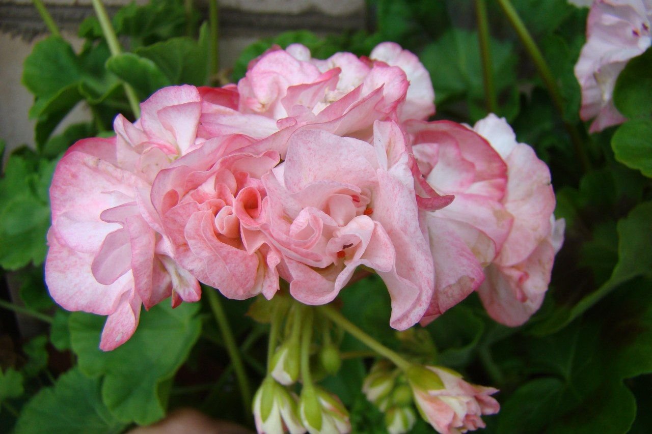 Герань розочками. Пеларгония Grainger's Antique Rose. Пеларгония антикью Роуз. Пеларгония Грейнджер антик Роуз.