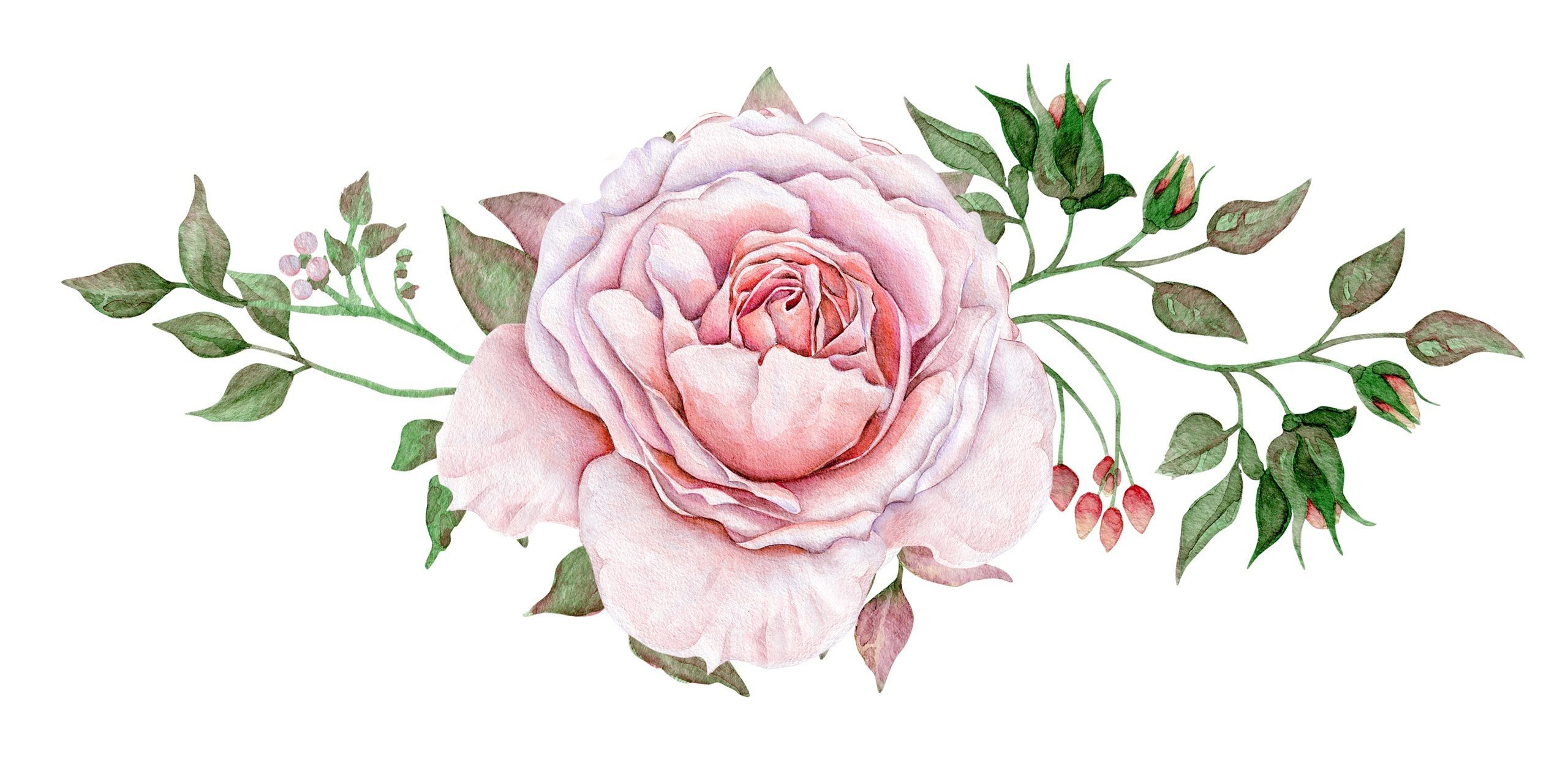 Акварельные розы на белом фоне