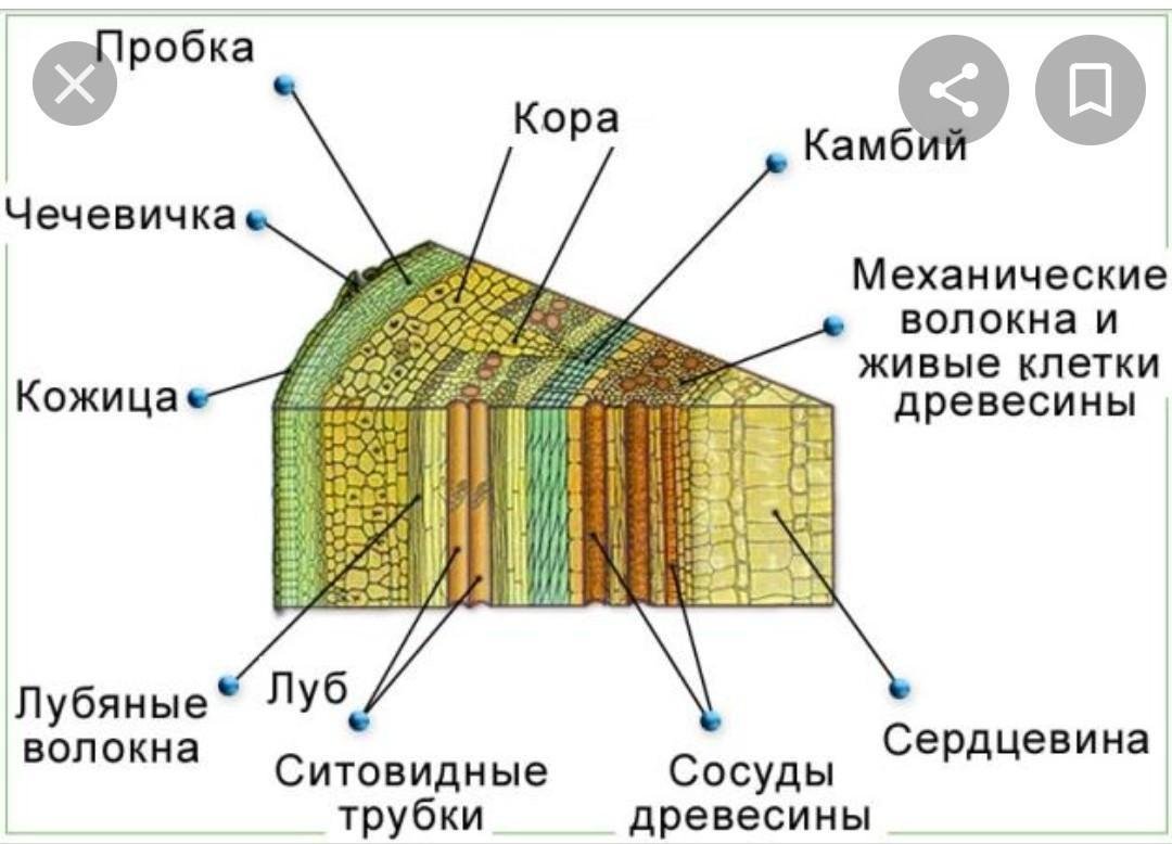 Анатомическое строение стебля древесных растений