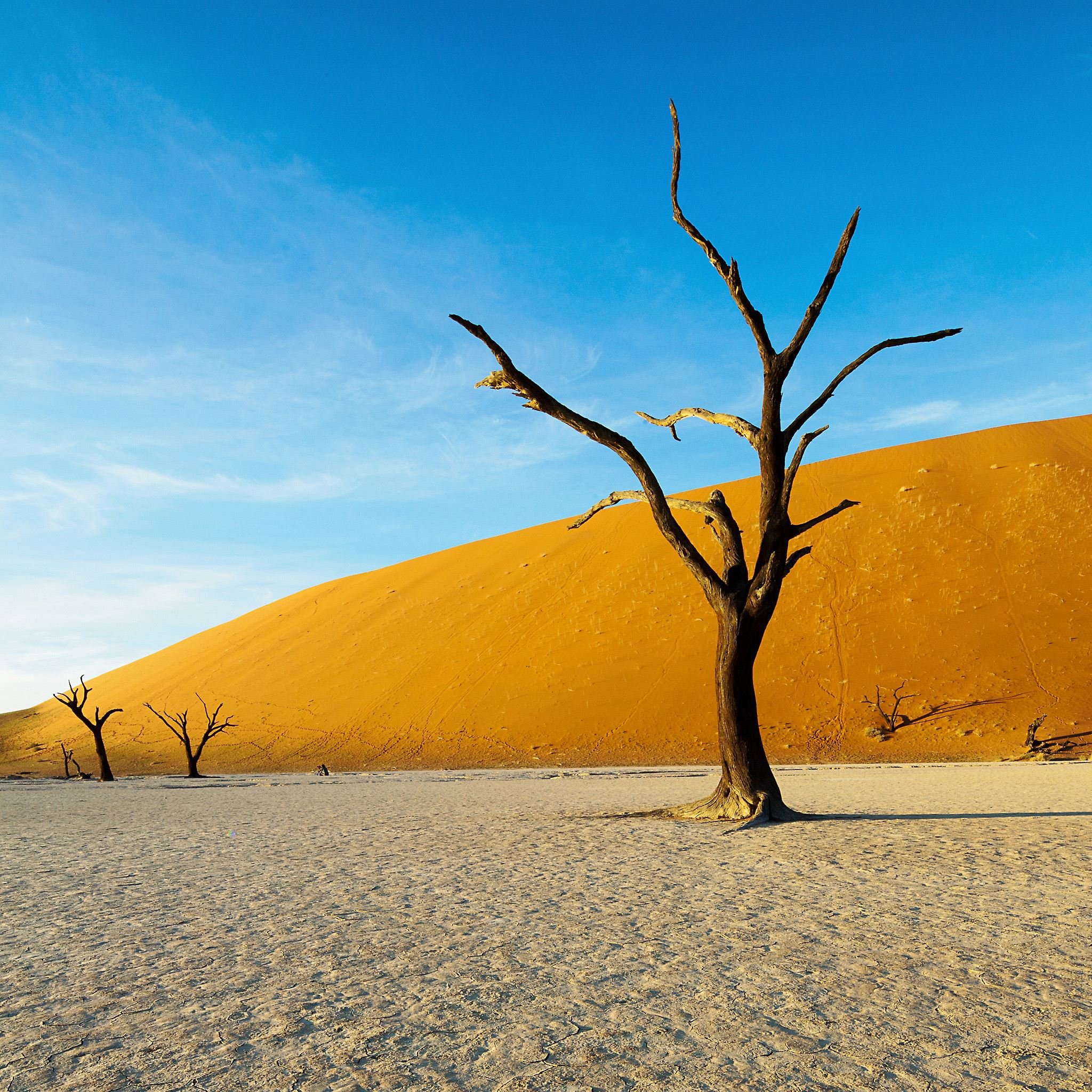 Дерево растущее в пустыне - фото и картинки: 55 штук