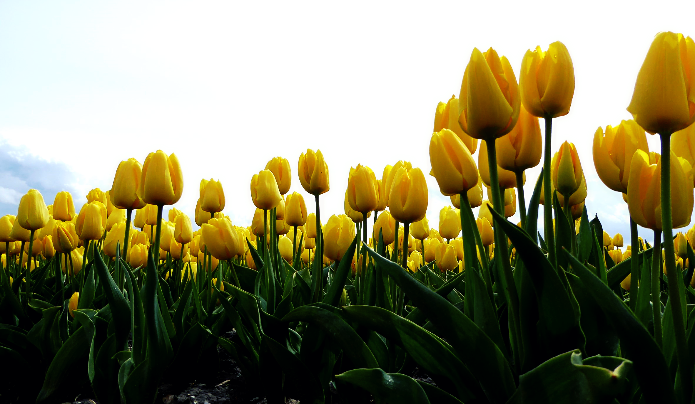 Tulipan amarillo que significa