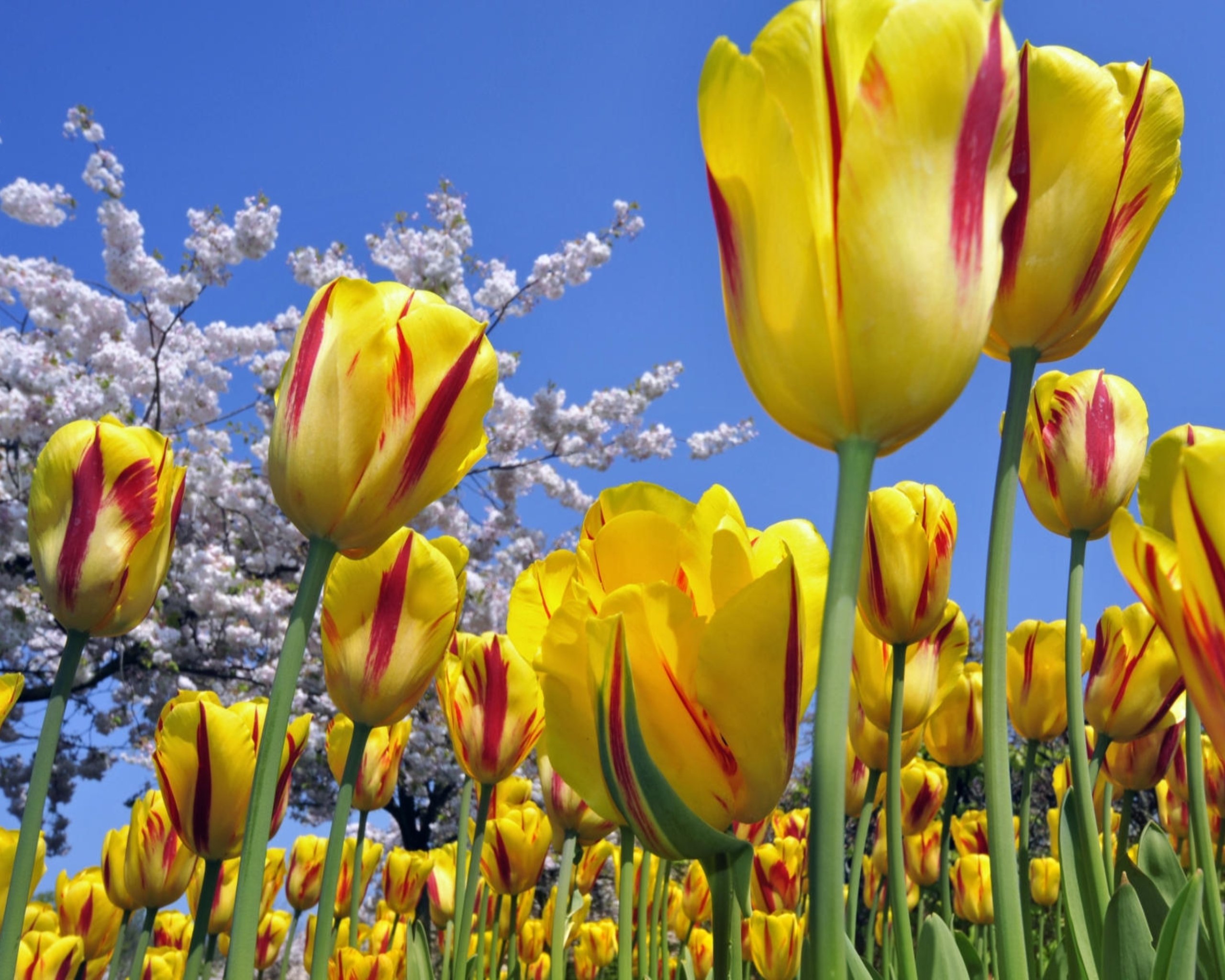 Весенние тюльпаны картинки красивые. Тюльпан многоцветковый Виннипег. Тюльпан Алгарве. Тюльпан многоцветковый Торонто.