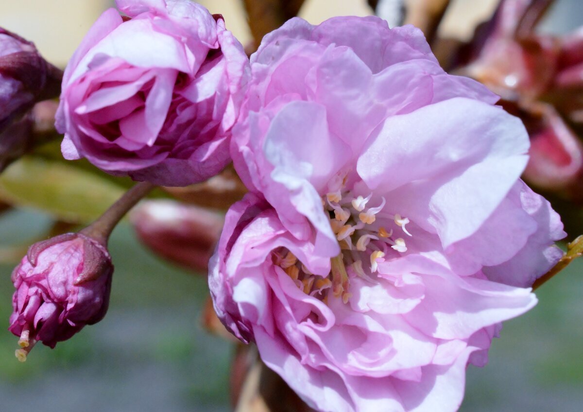 Rose sakura