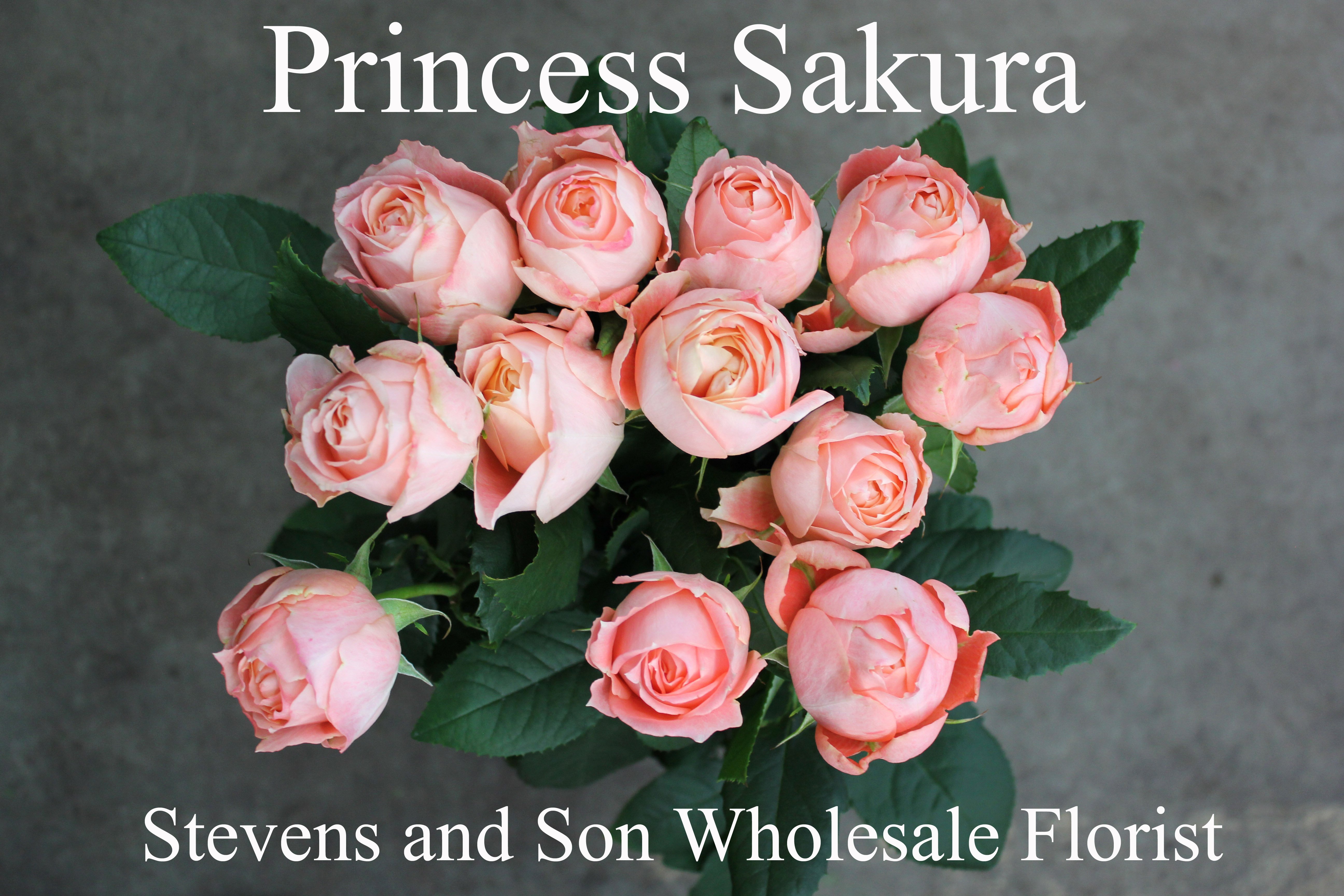 Принцесса Сакура роза энциклопедия