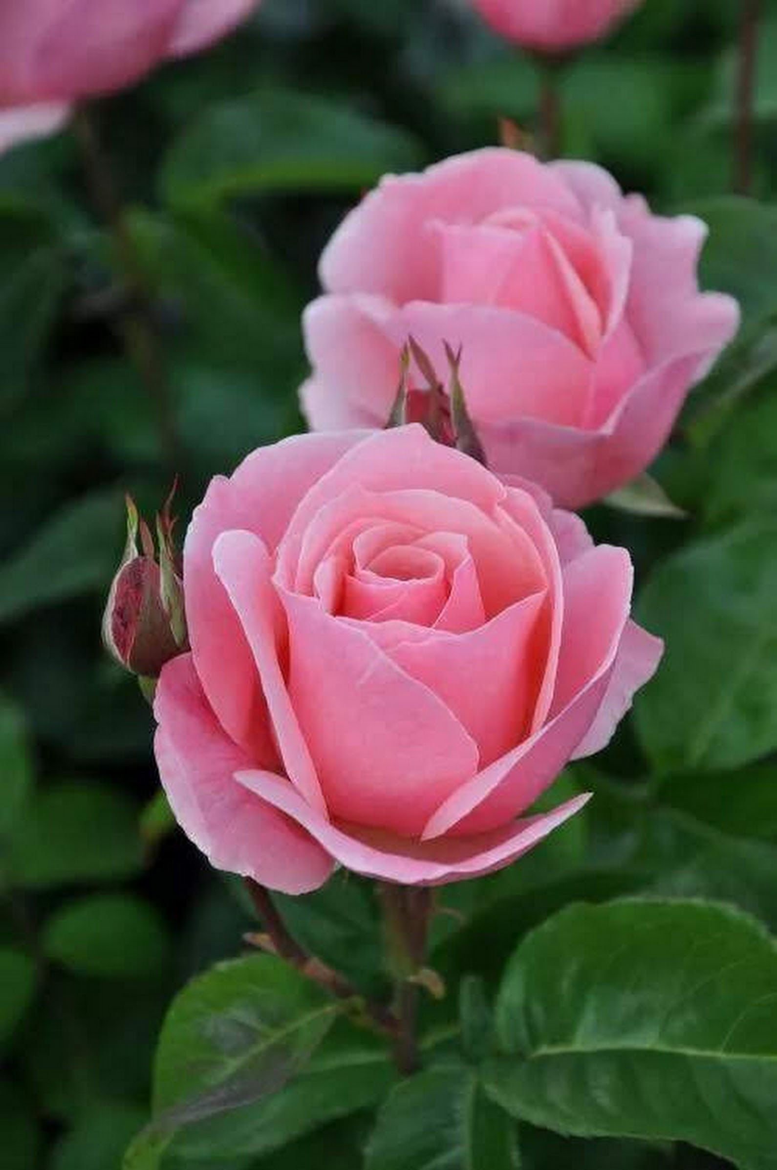 Нежно розовые чайно гибридные розы
