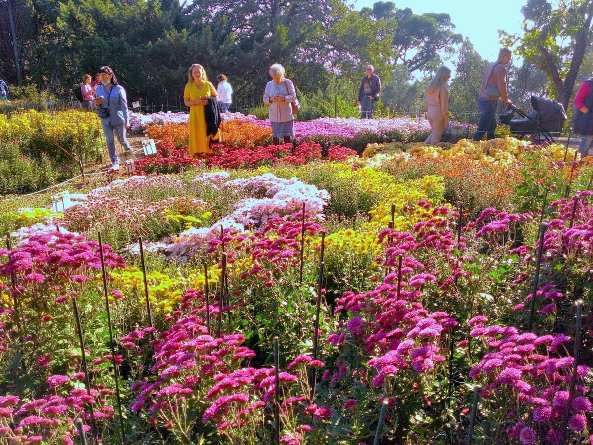 Никитский Ботанический сад хризантемы 2021