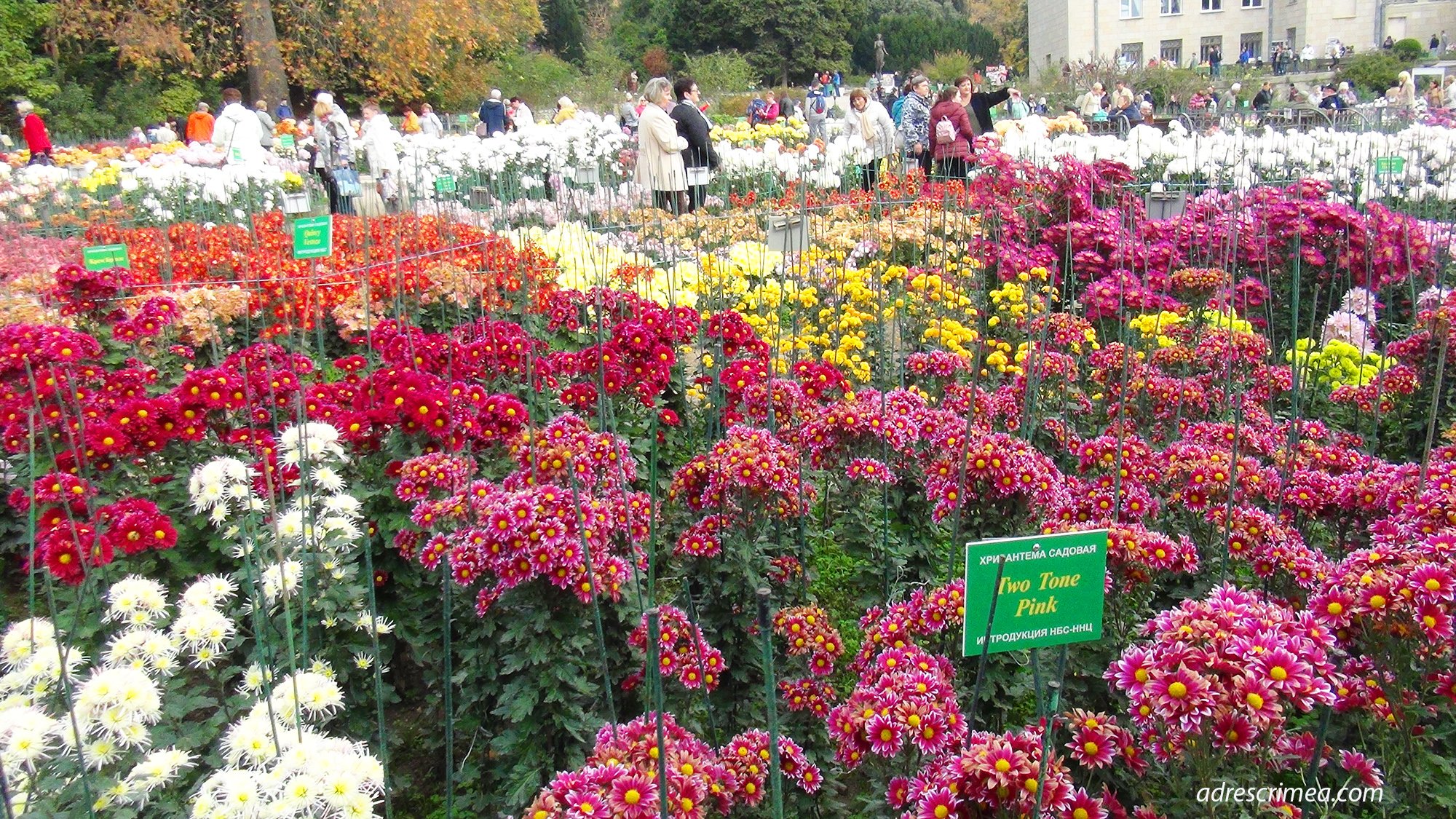 Парад хризантем Никитский Ботанический сад 2022