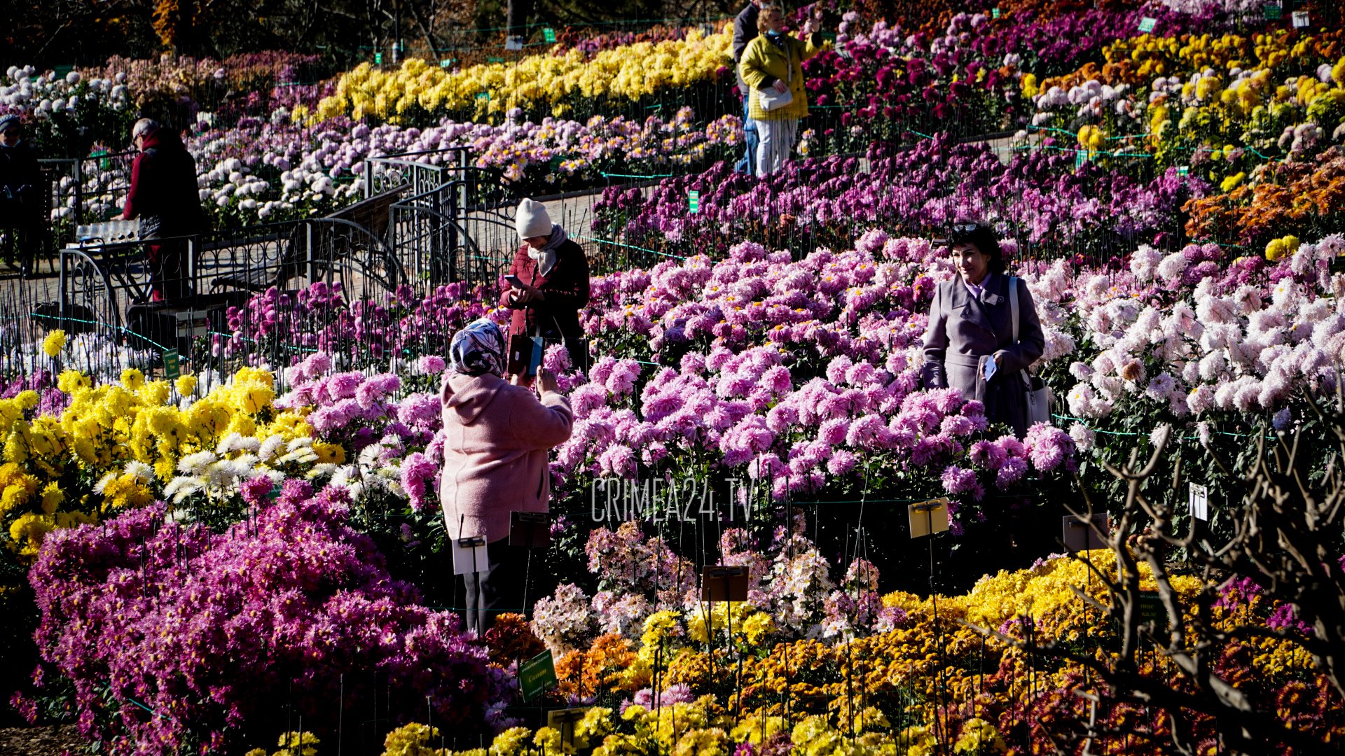 Никитский Ботанический сад парад хризантем