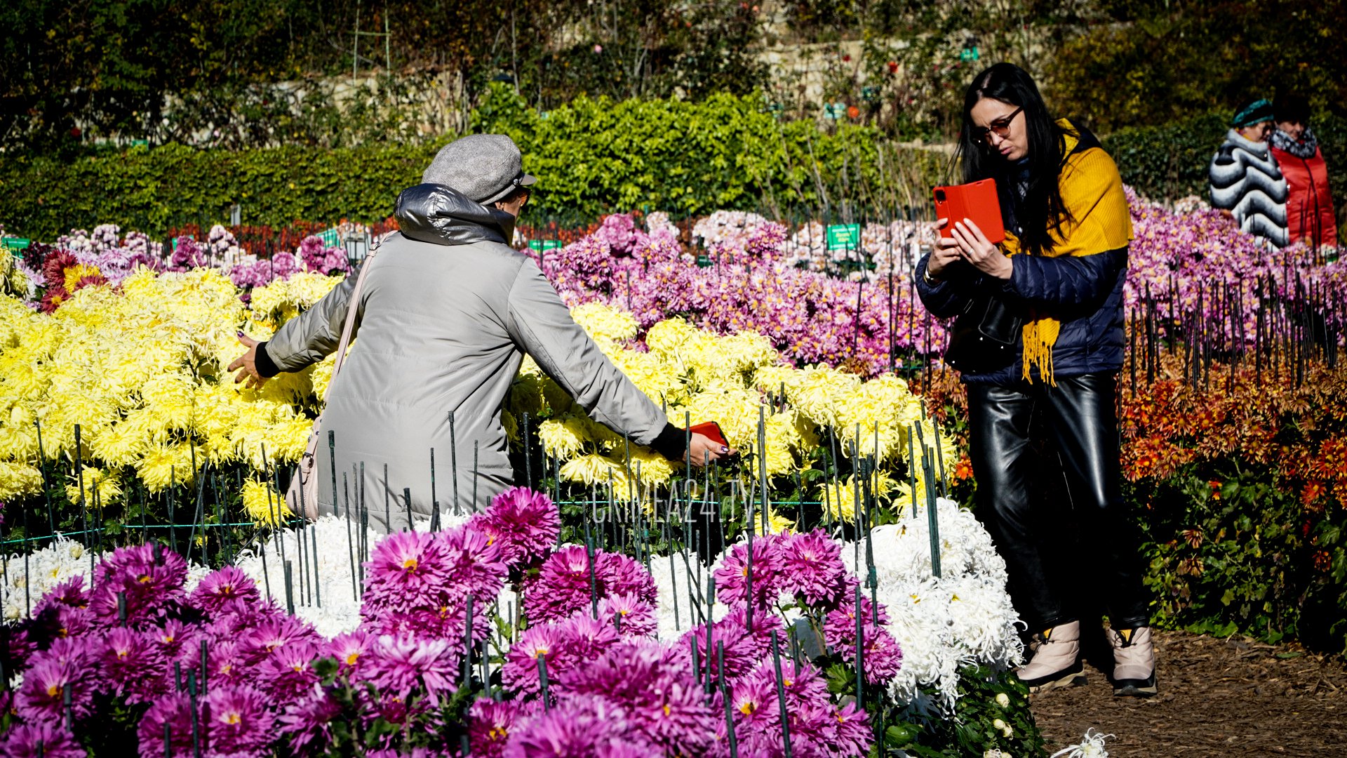 фестиваль хризантем в крыму фото