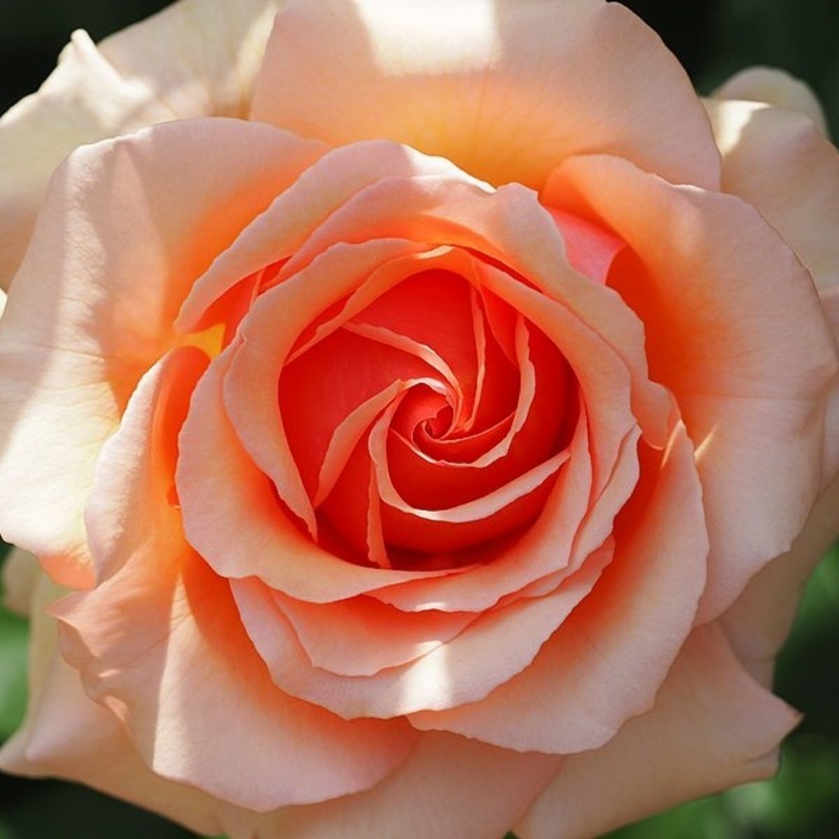 Роза Эприкот флорибунда