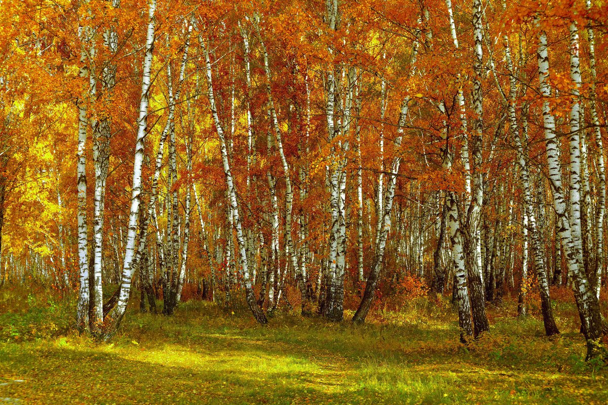 Красив русский лес осенью