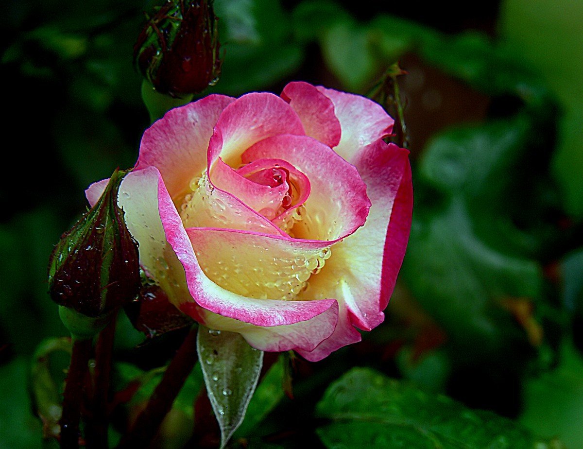 Роза сарона