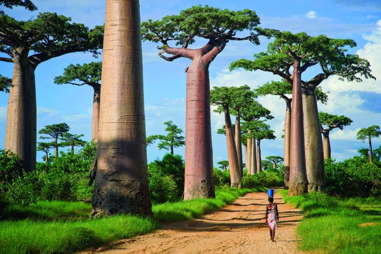 Самое редкое дерево в мире - фото и картинки: 61 штук