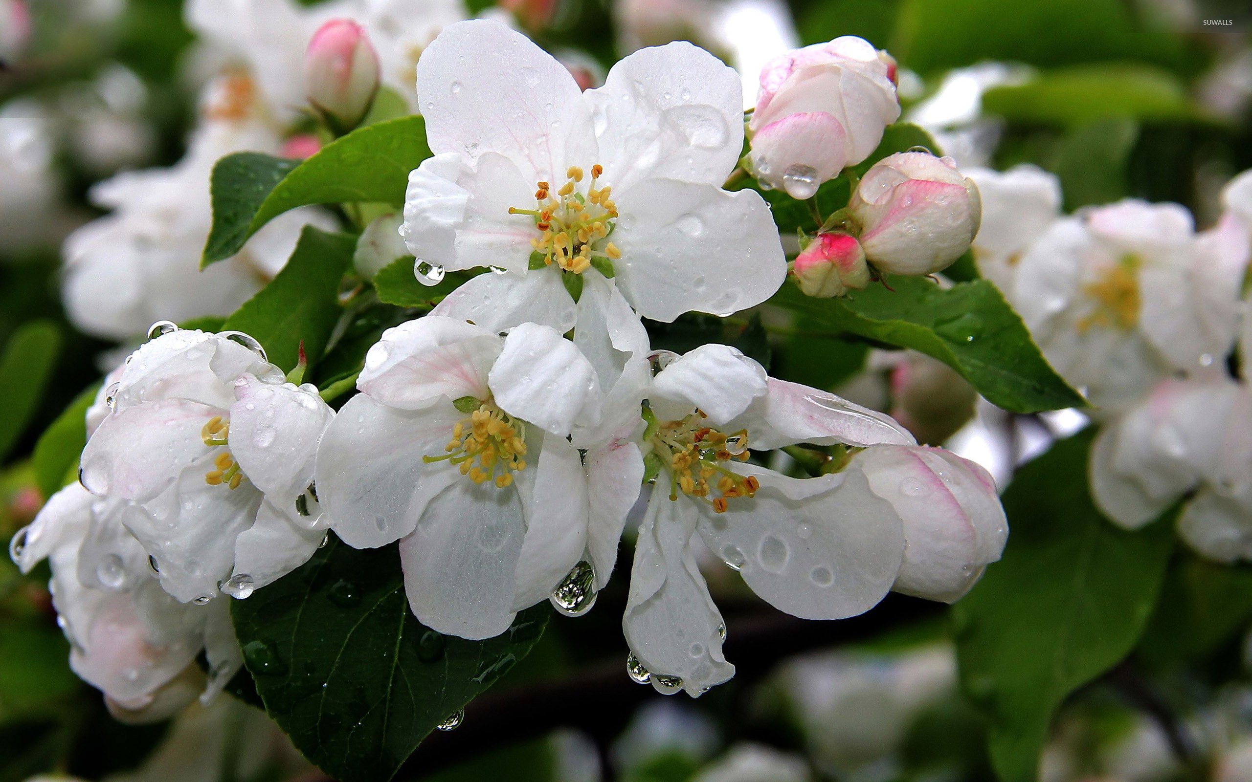 Яблоки цветы весны. Жасминовая яблоня. Яблоня Сарджента.