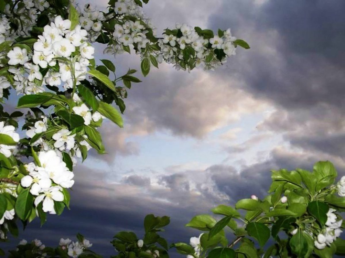 Яблоня белая роза