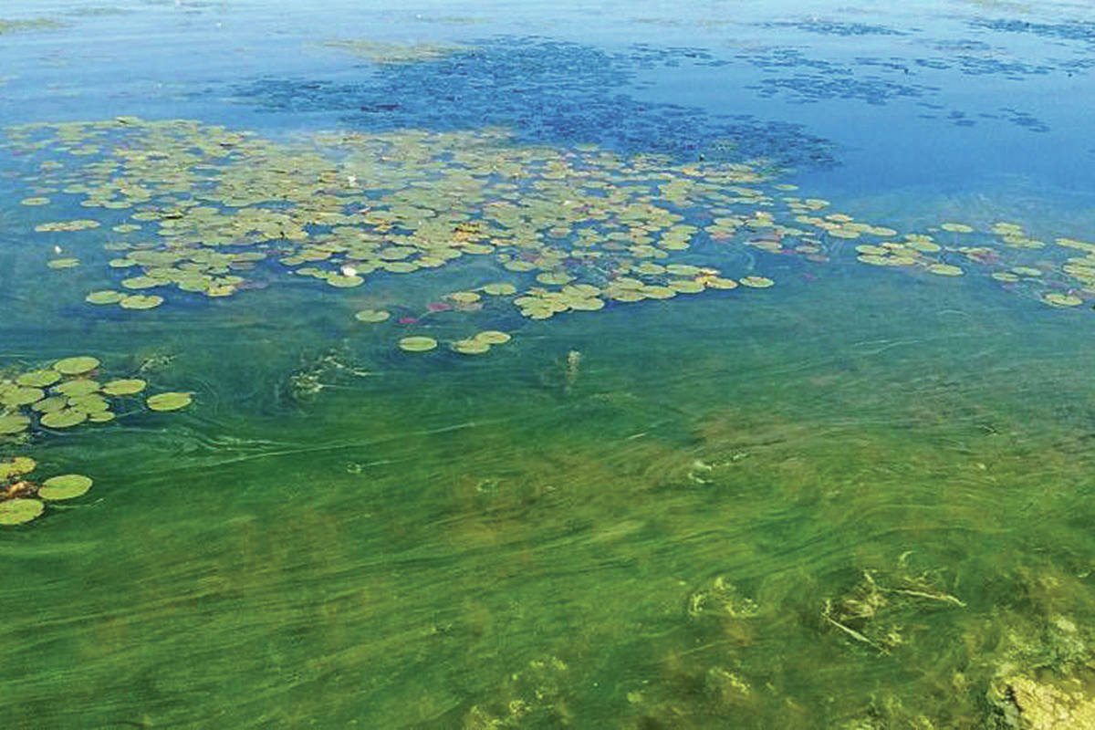 Зеленая вода в озере. Термофильные синезеленые водоросли. Цветение воды цианобактерии. Нейстонные водоросли. Нахимовское озеро синезеленые водоросли.
