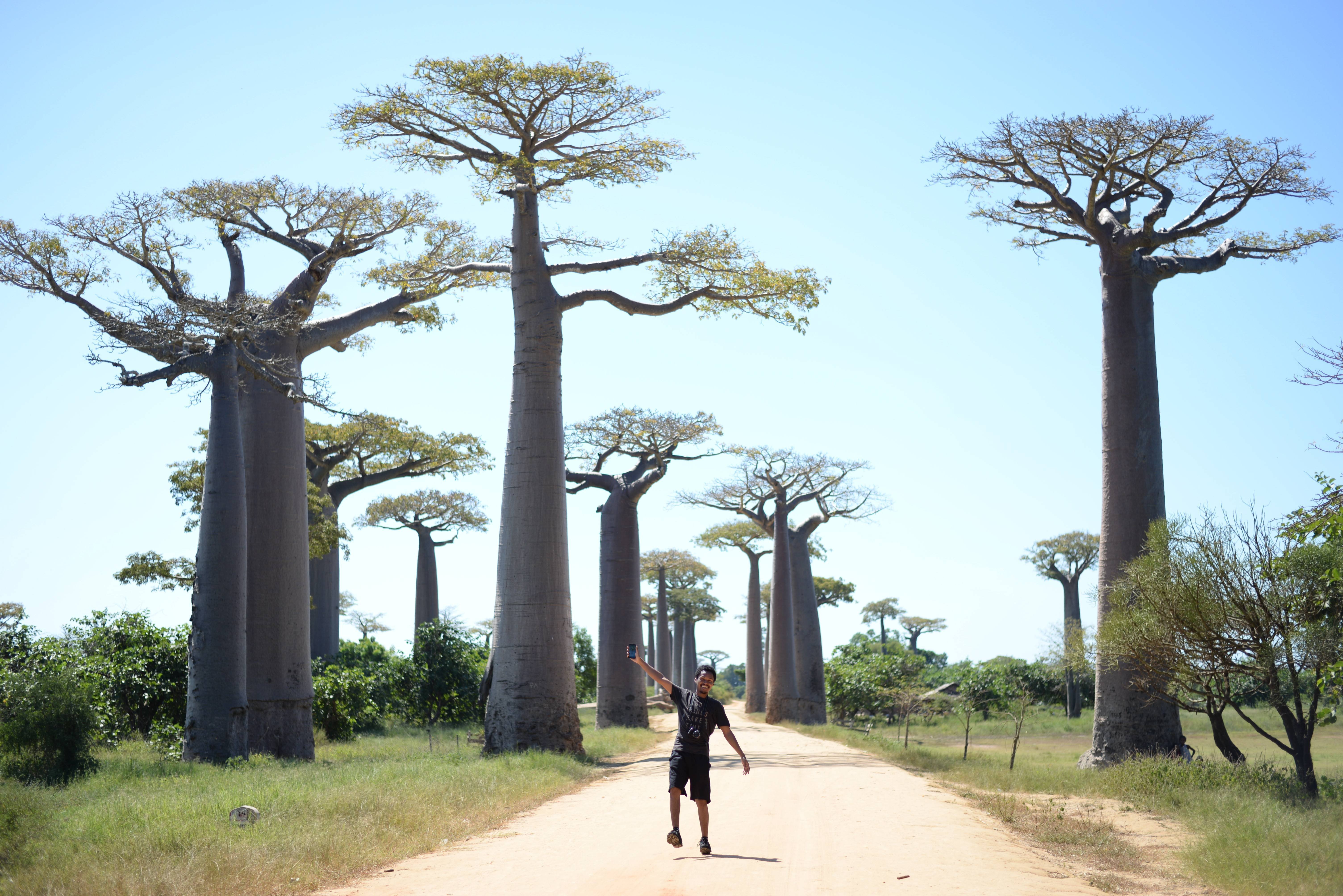 Ба баб. Баобаб дерево. Самое большое дерево в мире баобаб. Мадагаскарский баобаб. Мадагаскарский баобаб дерево.
