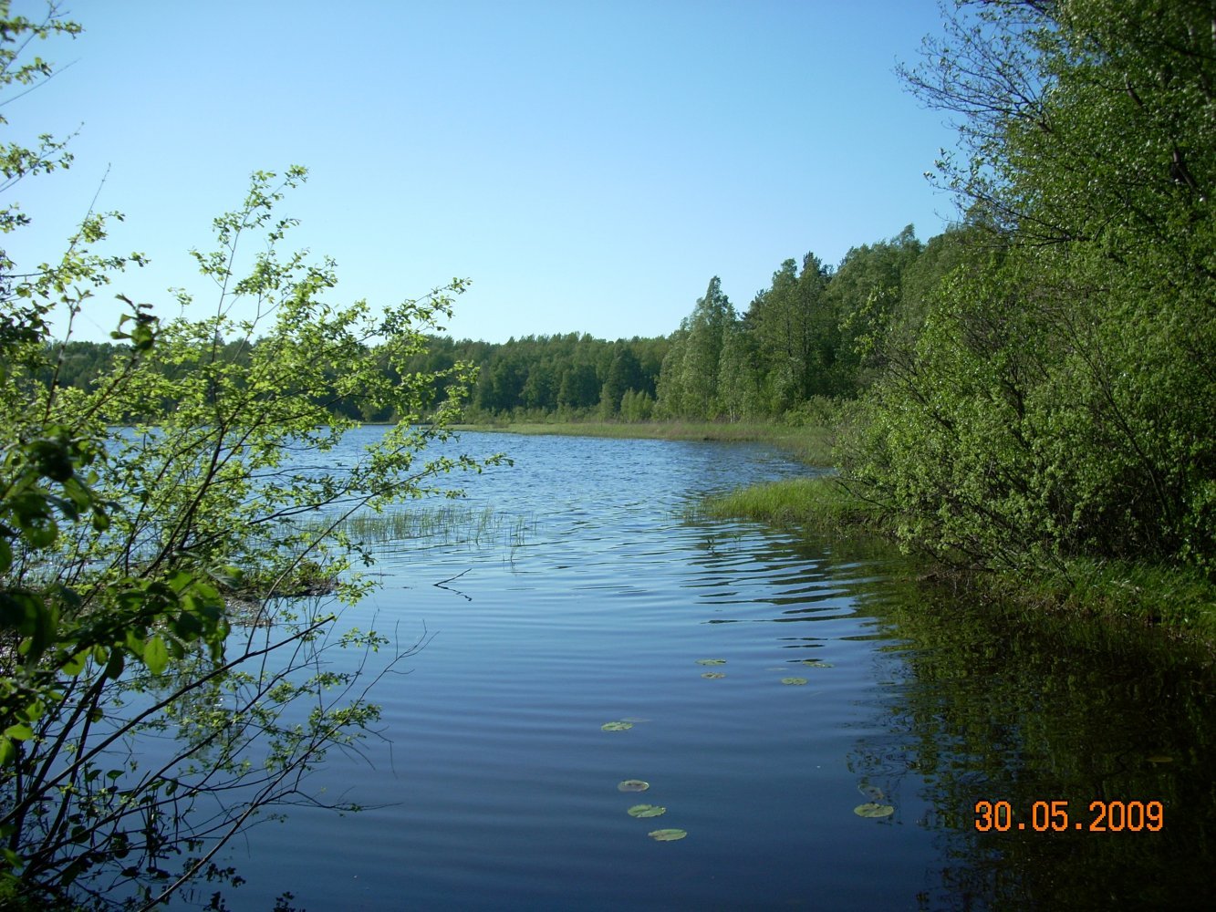 Озеро Борисовское - отличное место для рыбалки в Ленинградской области