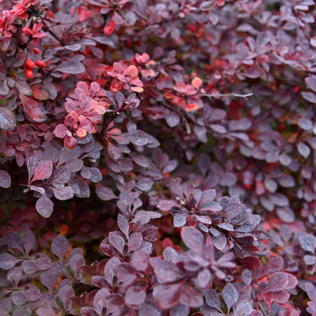 Кустарник с бордовыми листьями