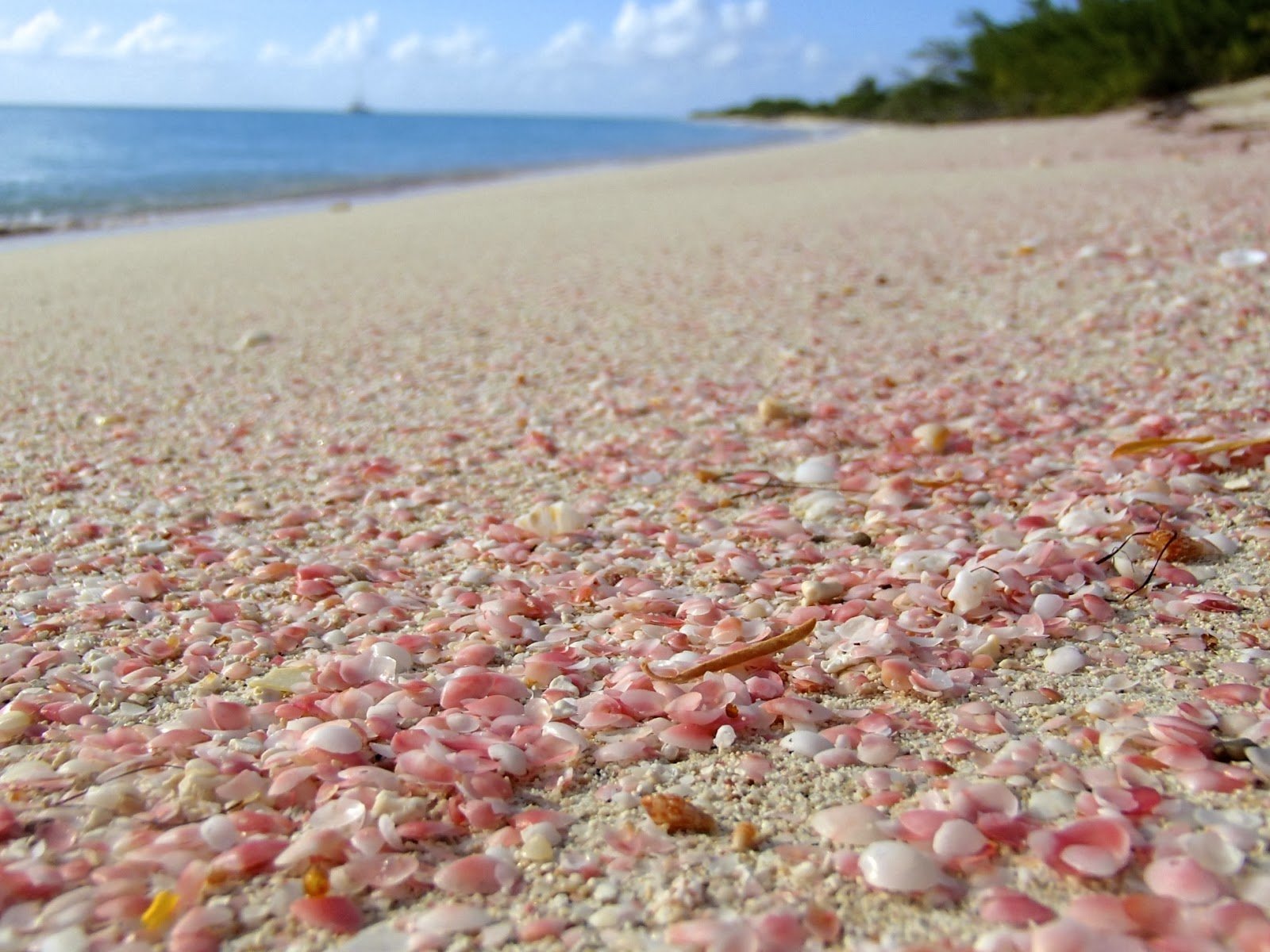 Пляж лапки. Харбор Багамы розовый пляж. Пинк-Сэндс-Бич, Багамские острова. Розовый пляж Пинк Сэнд Бич. Пляж Пинк-Сэнд-Бич, Харбор, Багамские острова.