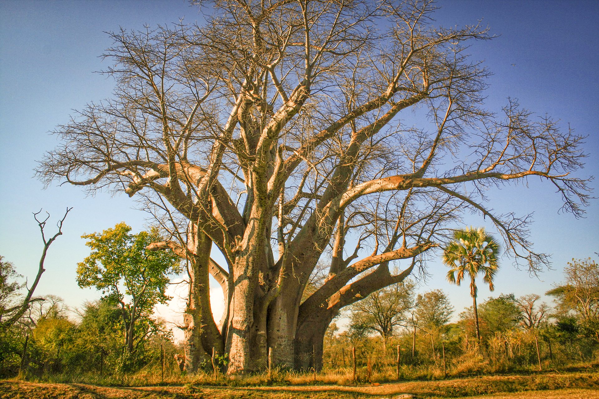 Ба баб. Баобаб Африканский. Баобаб в Зимбабве. Намибия Акация баобаб. Баобаб дерево.