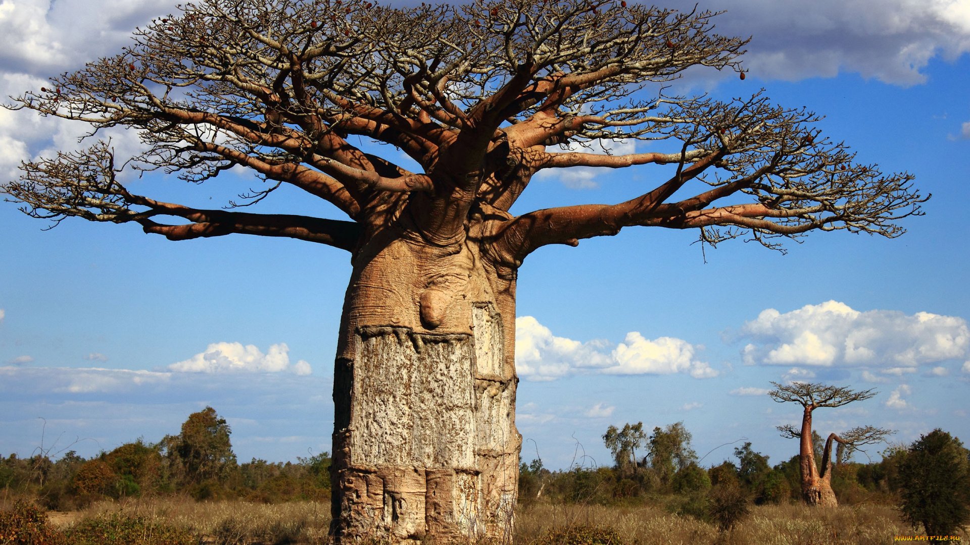 Очень толстой дерево. Баобаб дерево. Дерево в Африке баобаб. Корни баобаба. Баобаб Спайк.